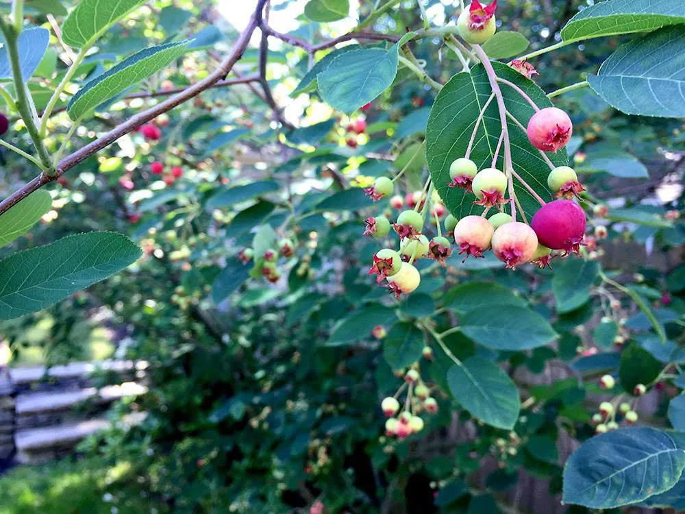 June - Pomes ripening on an Amalanchier tree
