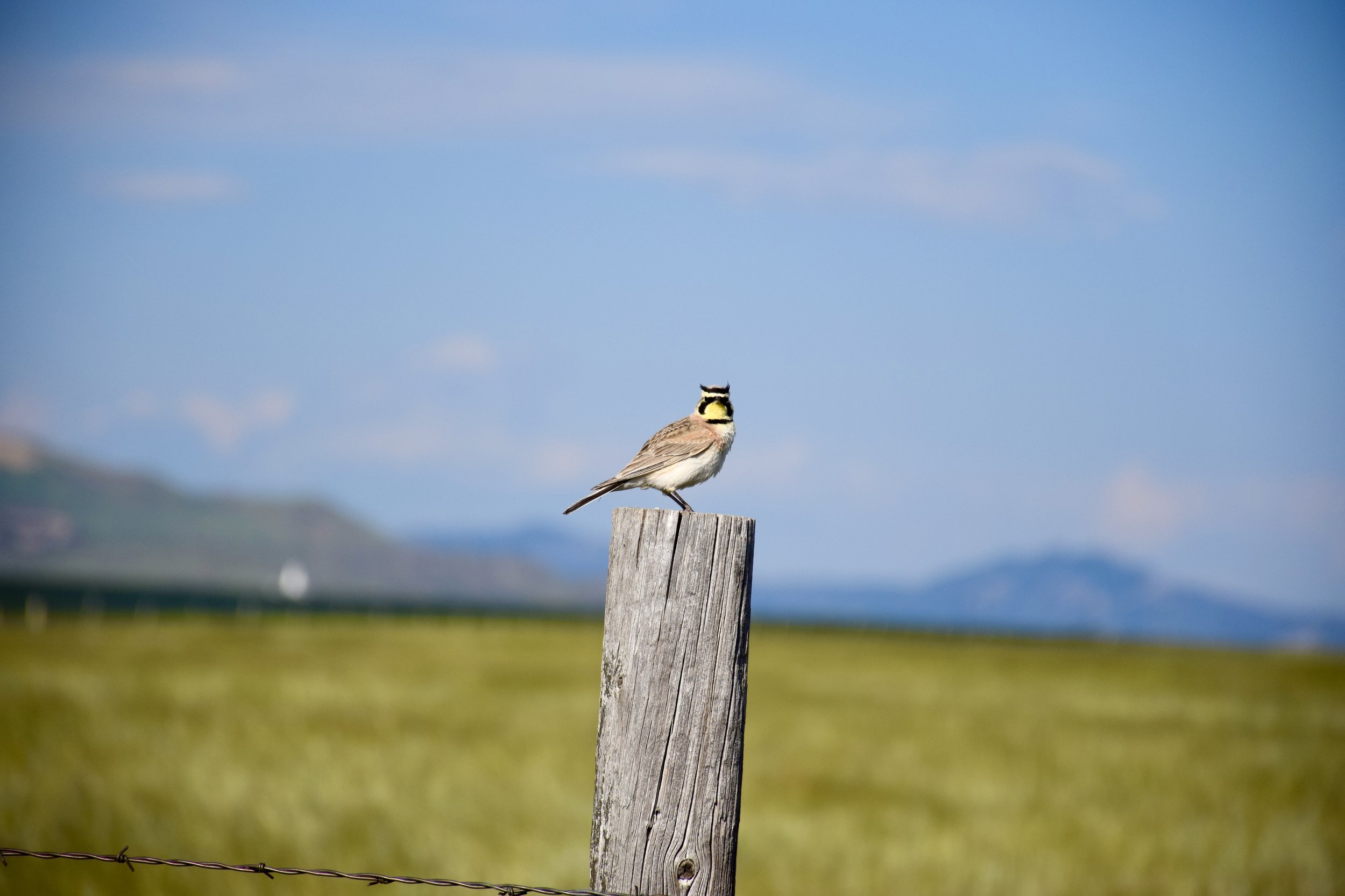 DSC_0071.JPG