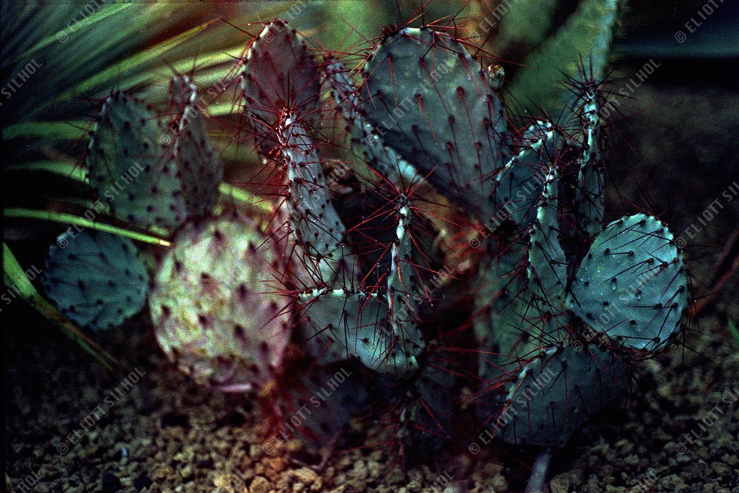 Eliott SILHOL - Untitled Nature 3.jpg