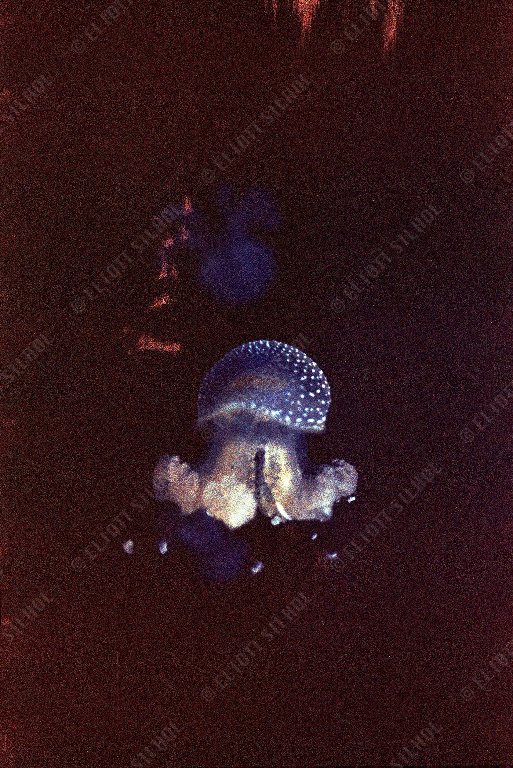 Eliott SILHOL - Untitled  Nature 2.jpg