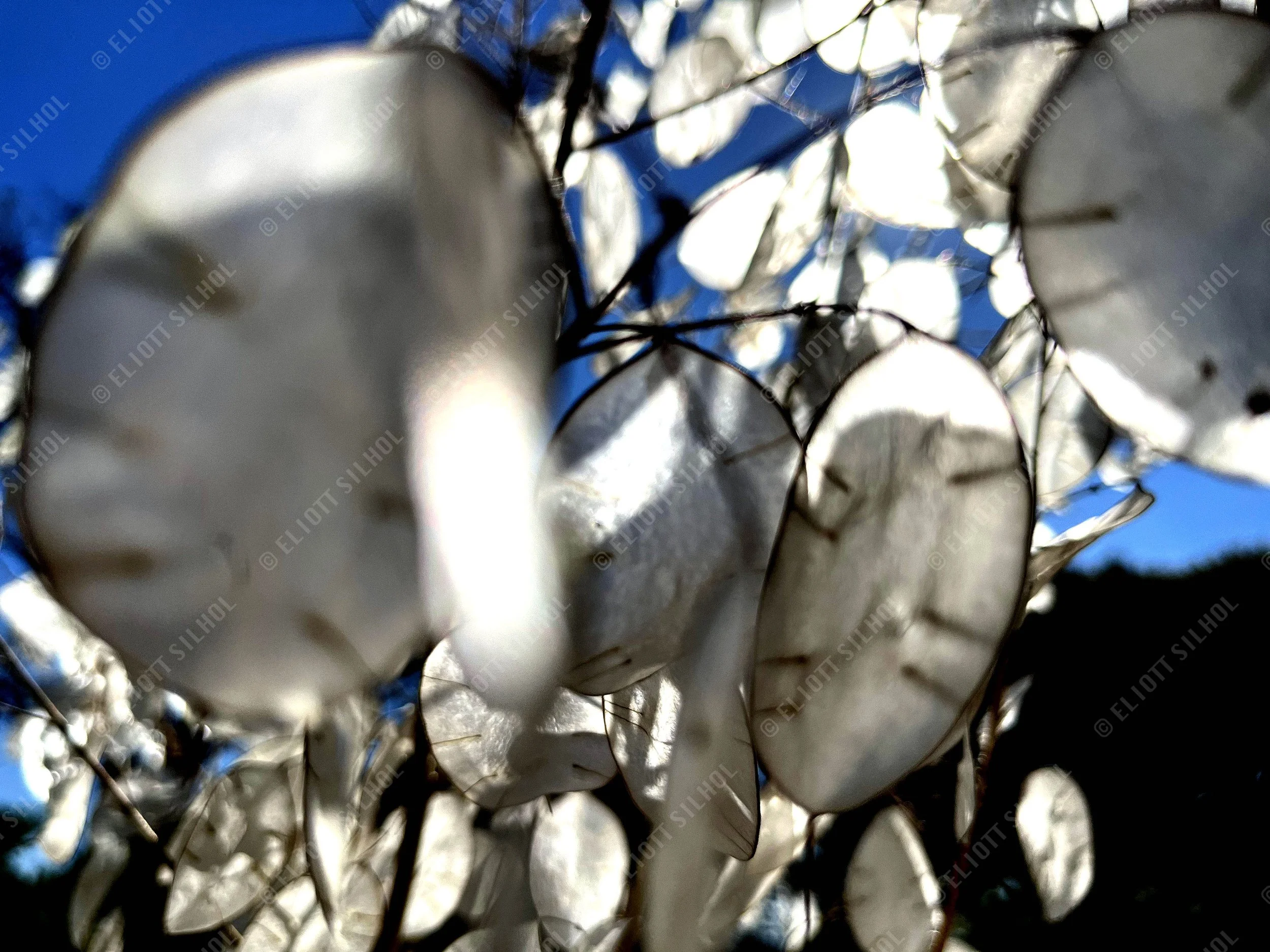 Eliott SILHOL - IMG_4060 Nature.jpg