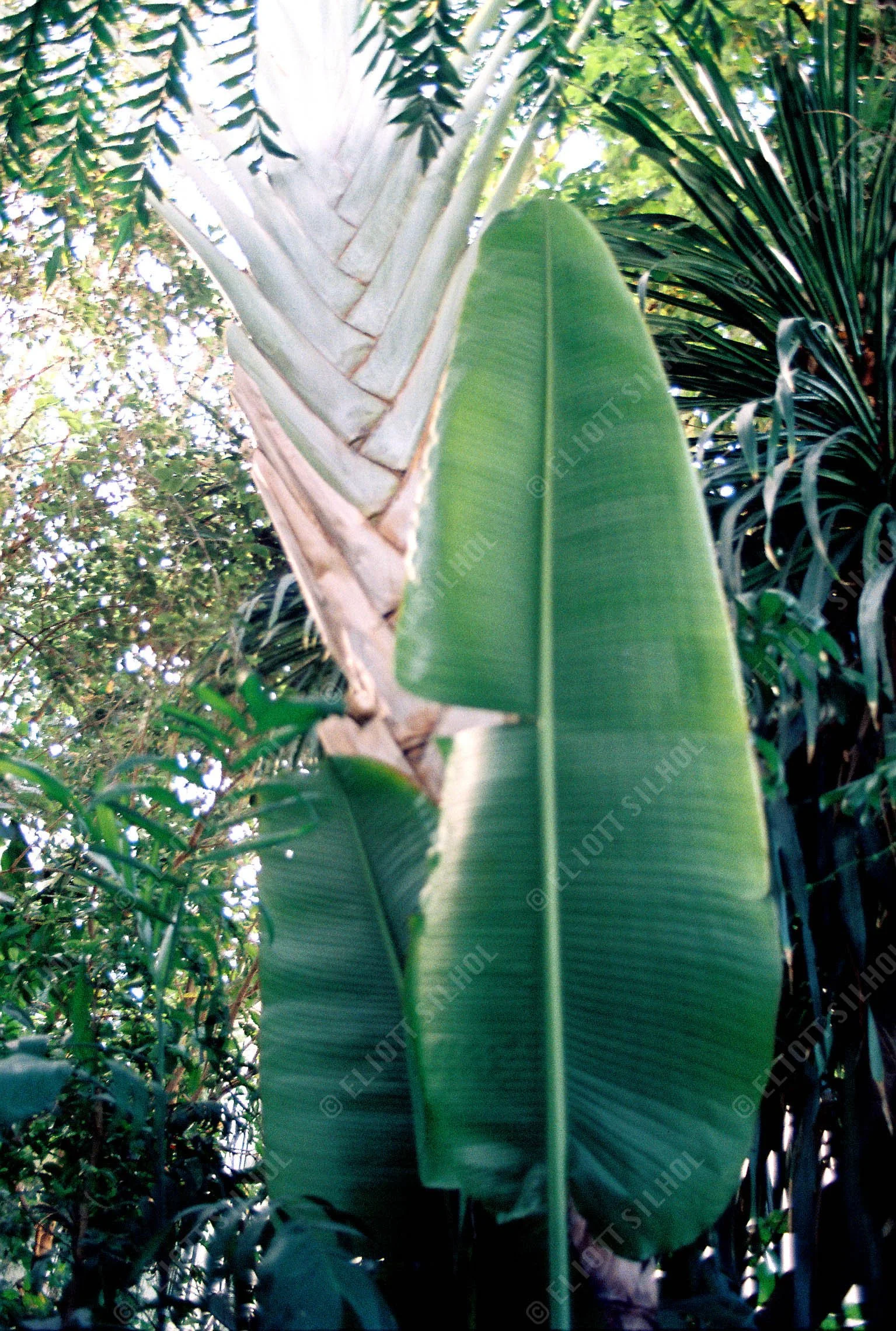 Eliott SILHOL - CNV000001 Nature.jpg