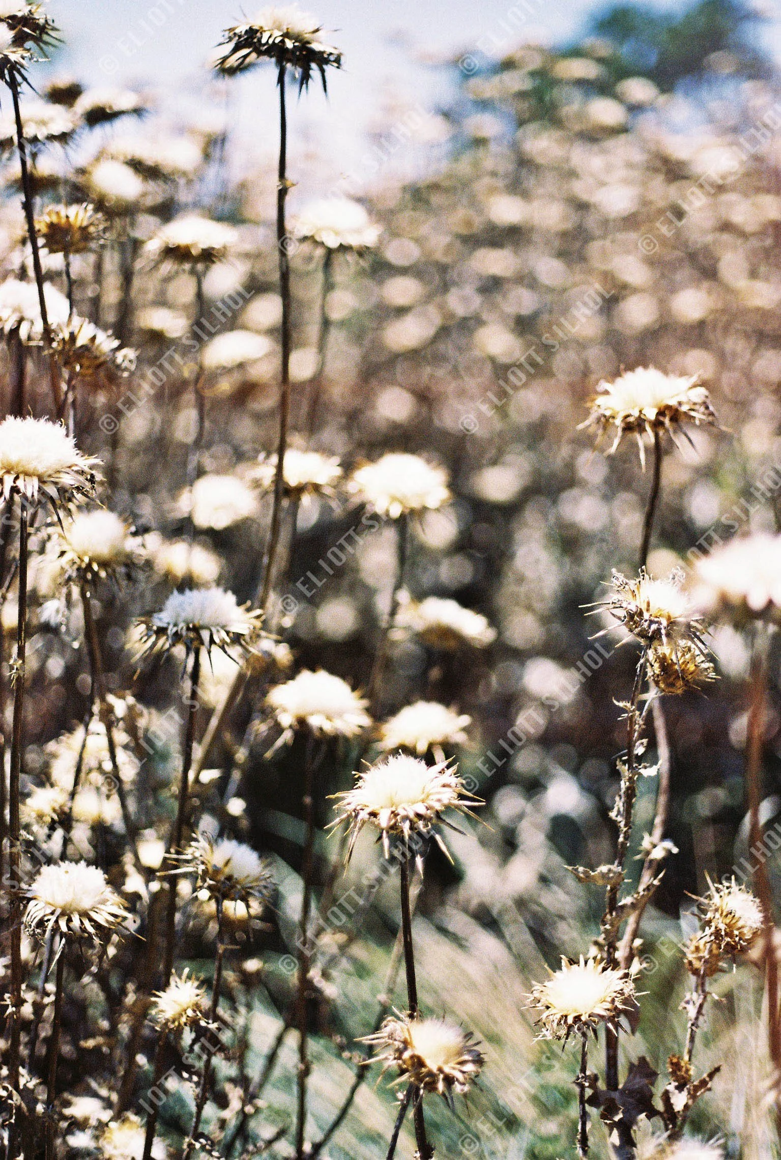 Eliott SILHOL - CNV000026 Nature.jpg