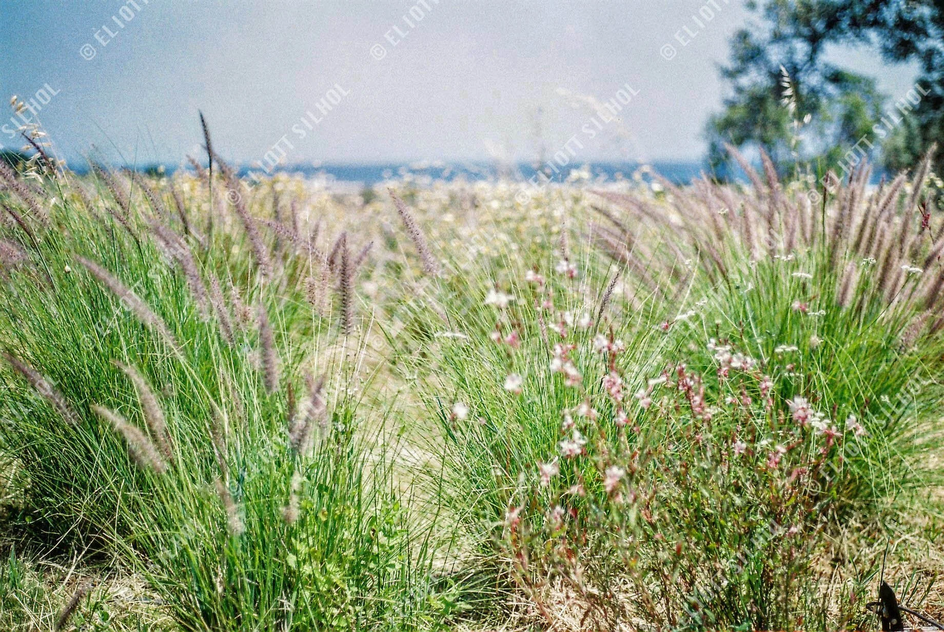 Eliott SILHOL - CCF1D301-E7A1 Nature.jpg