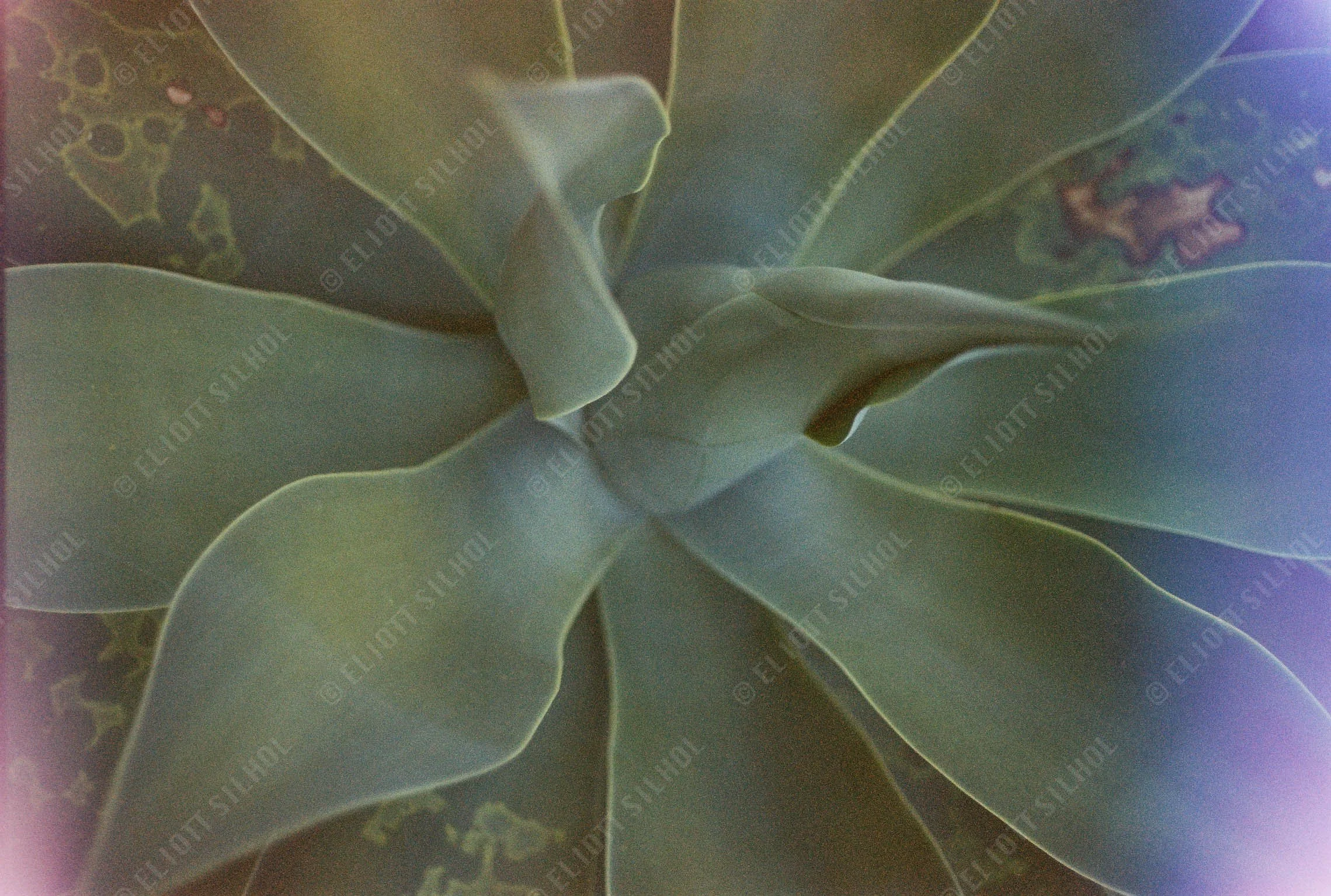 Eliott SILHOL - CNV000016 Nature.jpg