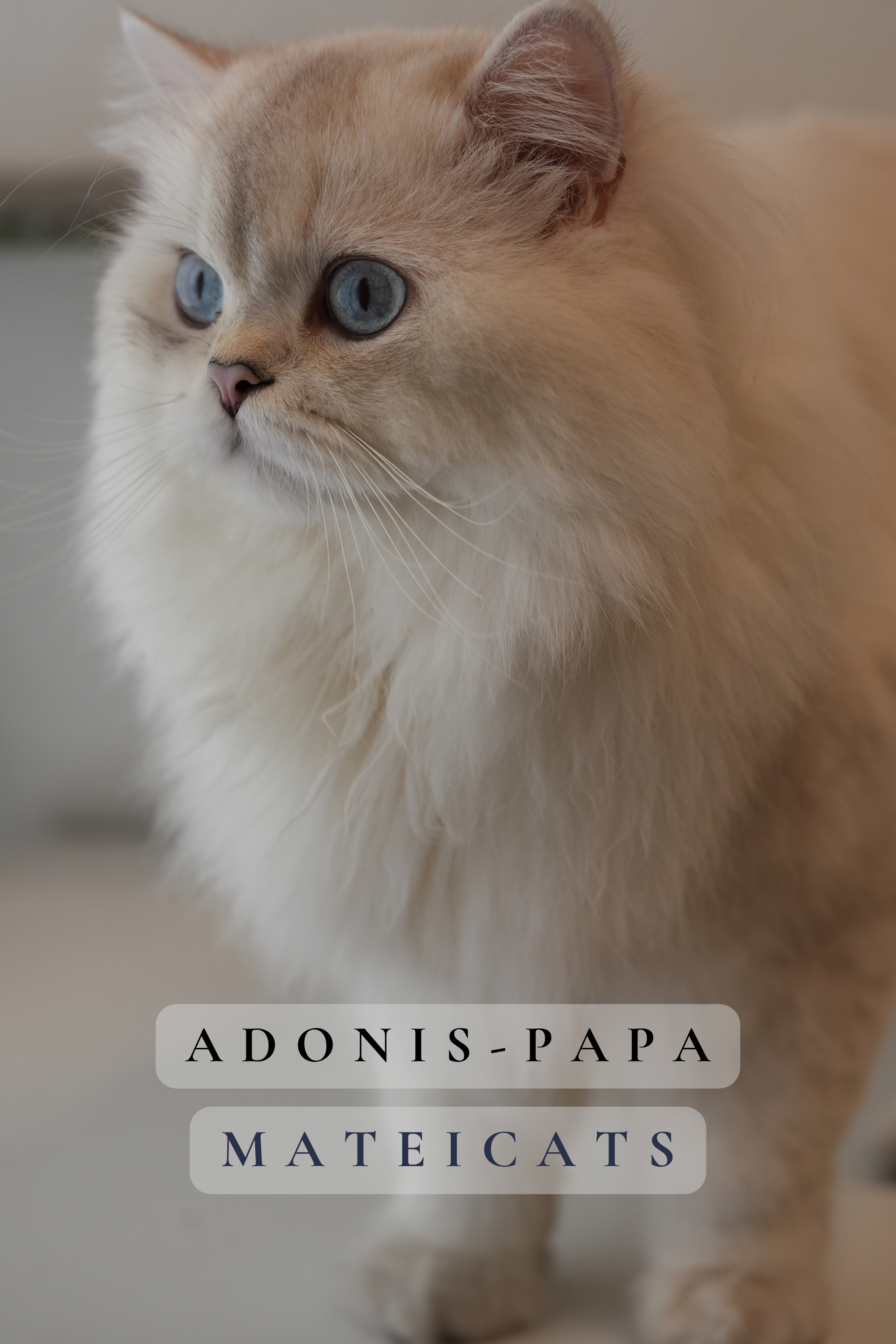 Adonis1.png