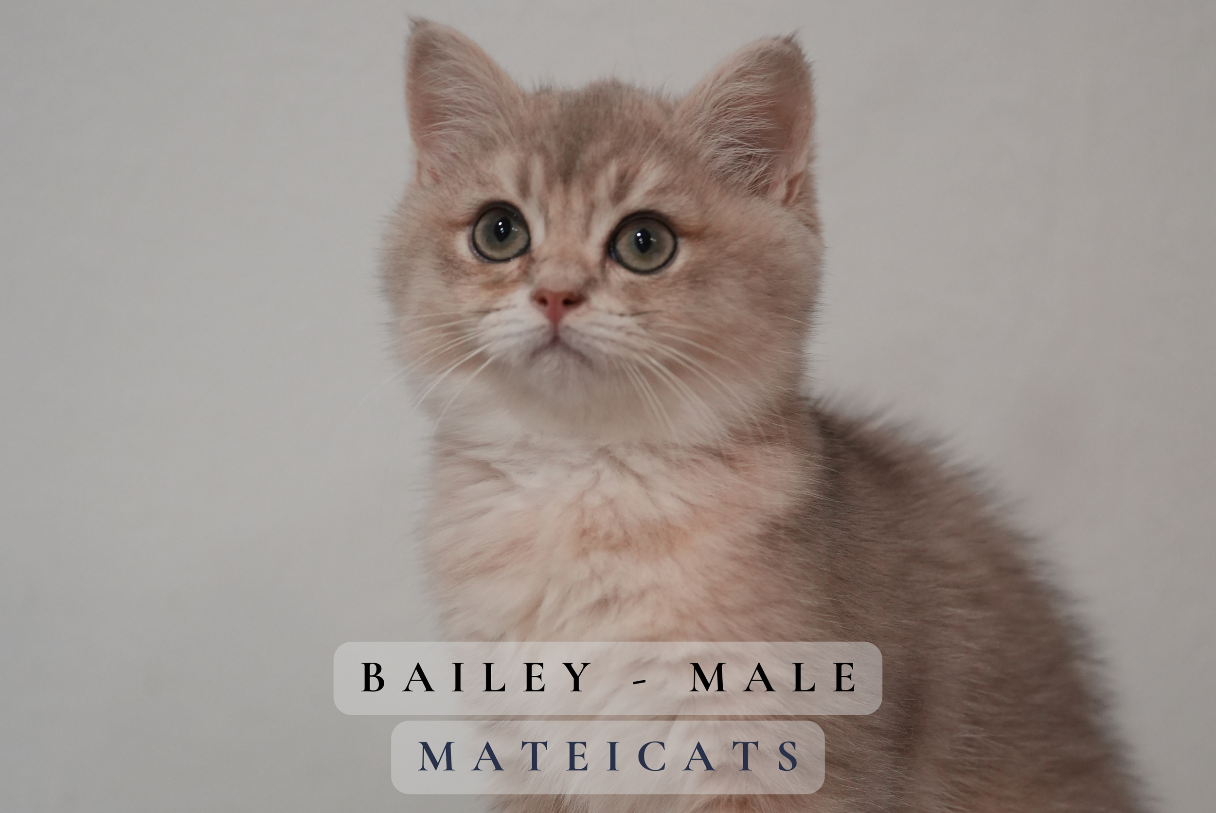 Bailey.png