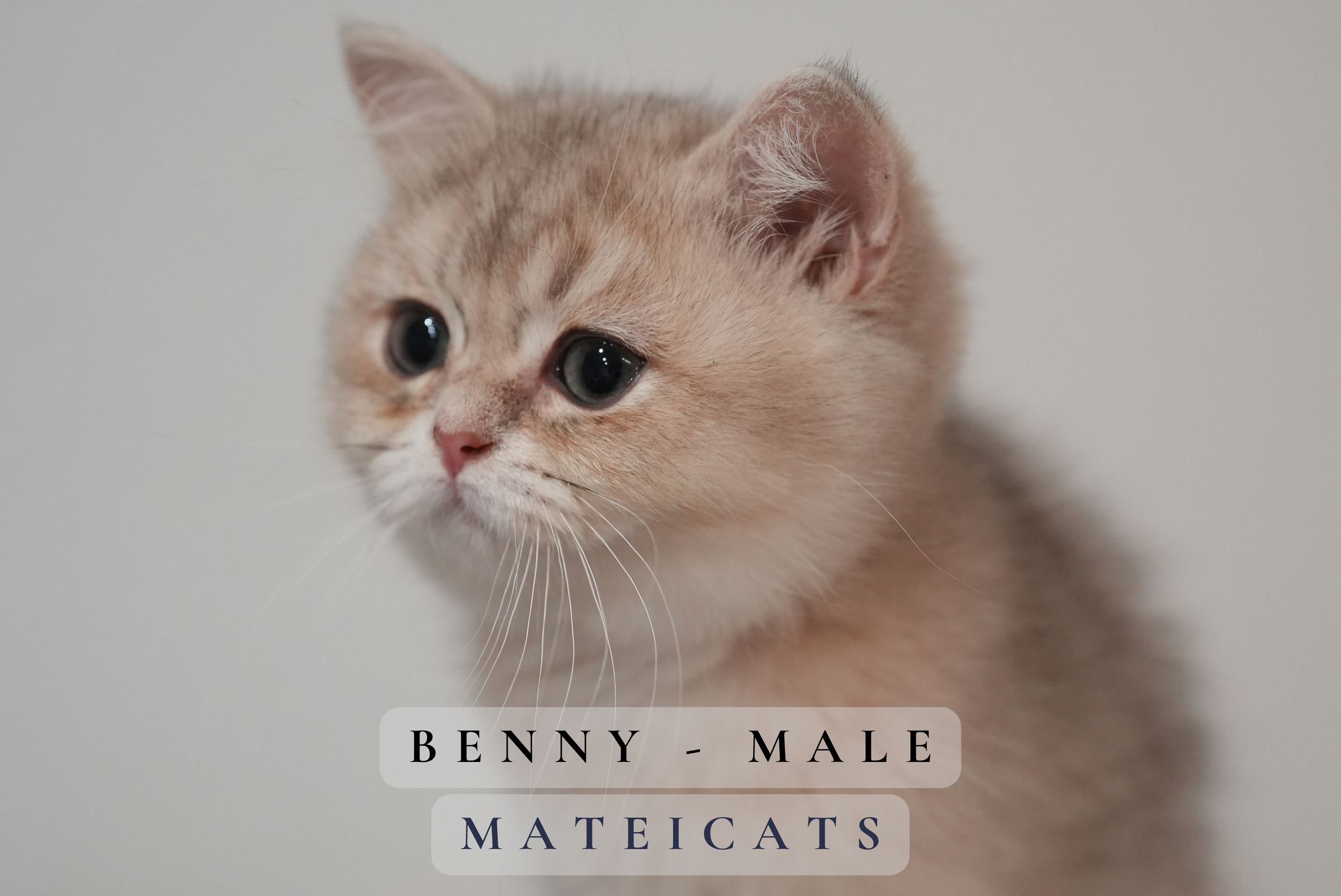 Benny.png