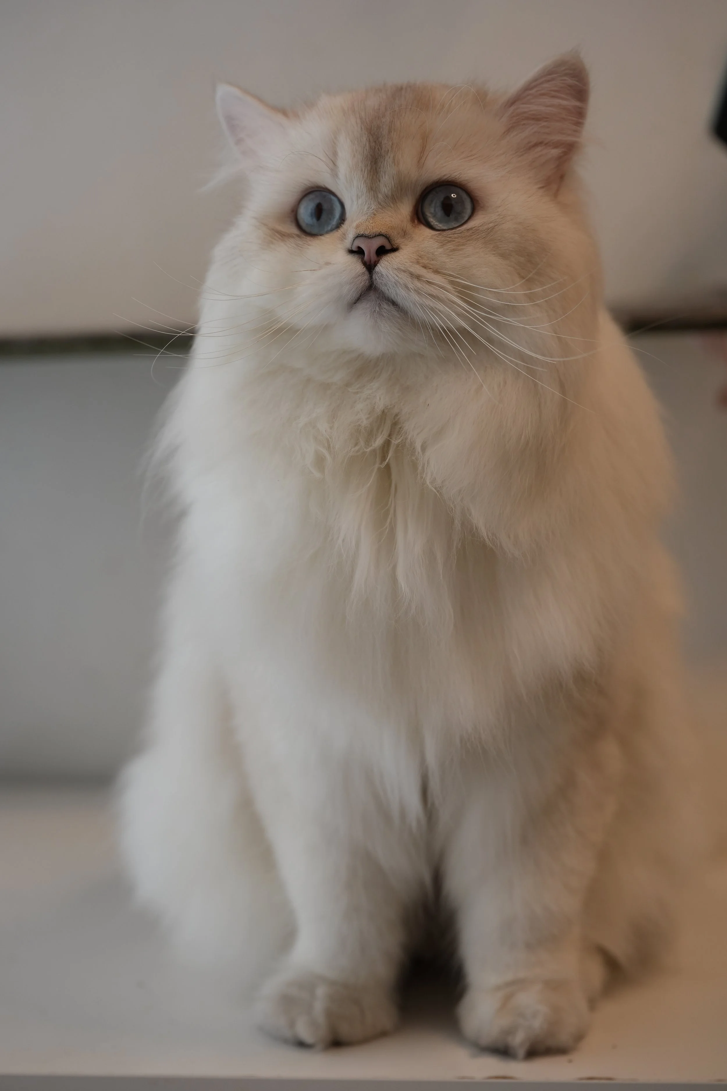 British longhair lilac point male with blue eyes posing