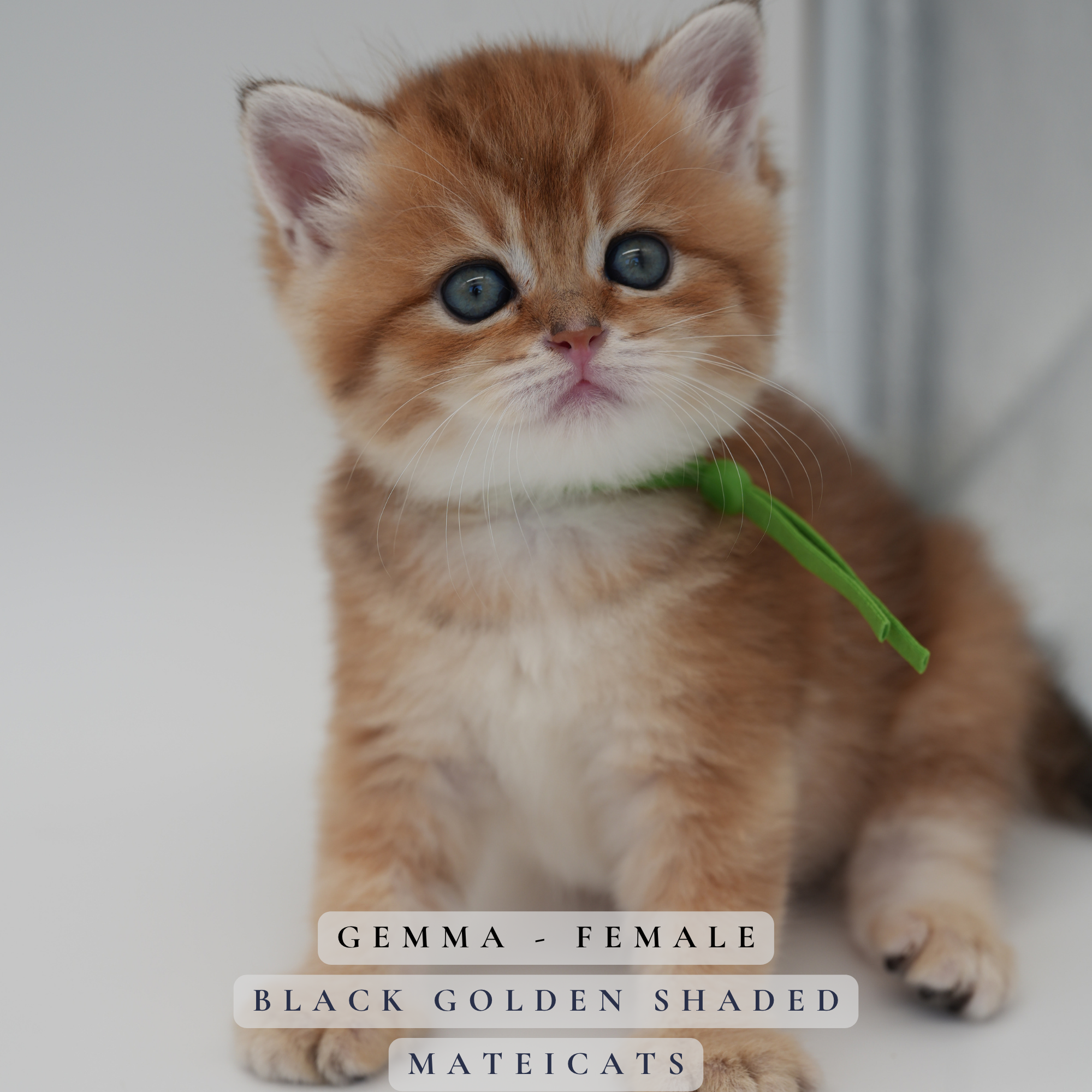 Gemma - F - Black Golden Shaded