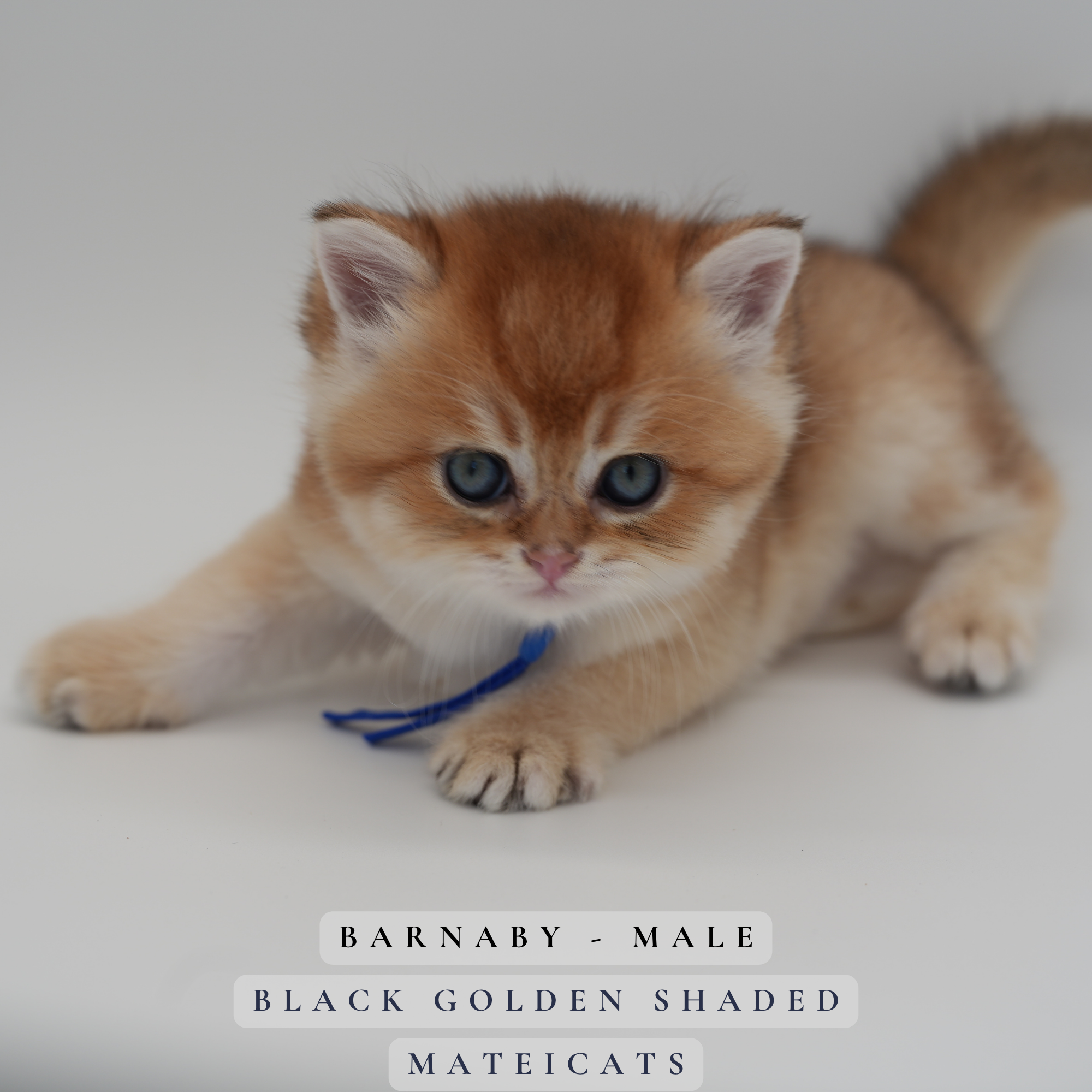 Barnaby - M - Black Golden Shaded