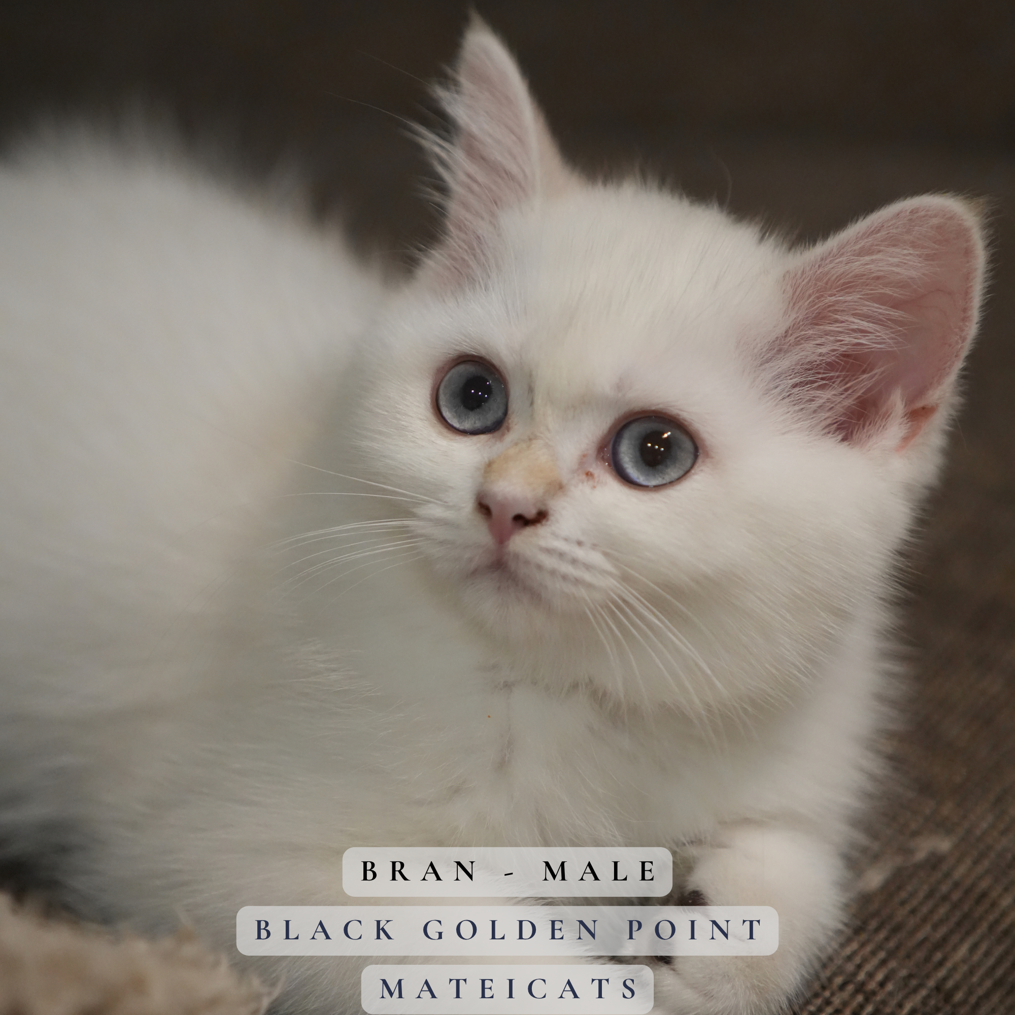 Bran - M - Black Golden Point