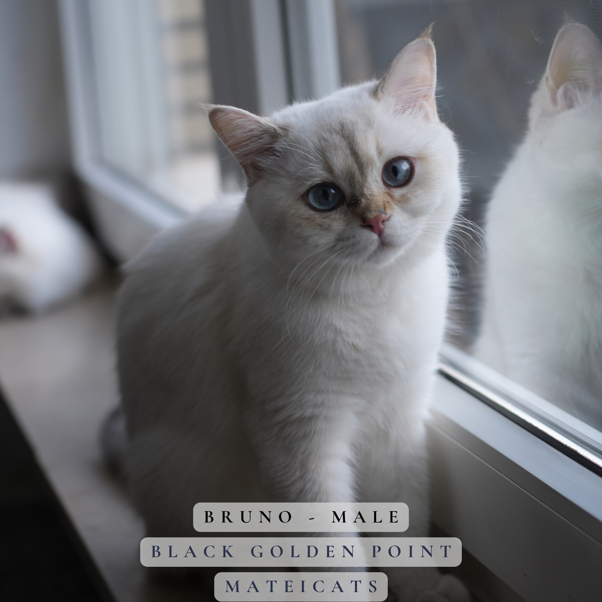 Bruno - M - Blue Point - available