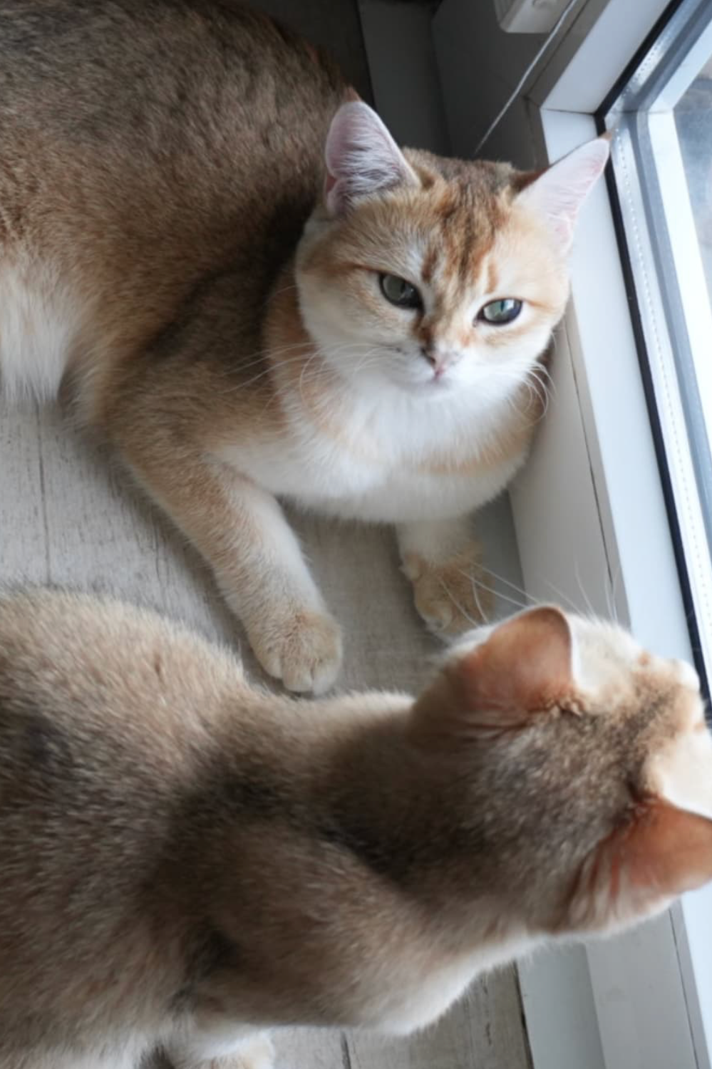 two black golden shaded British shorthair cats sitting near each other