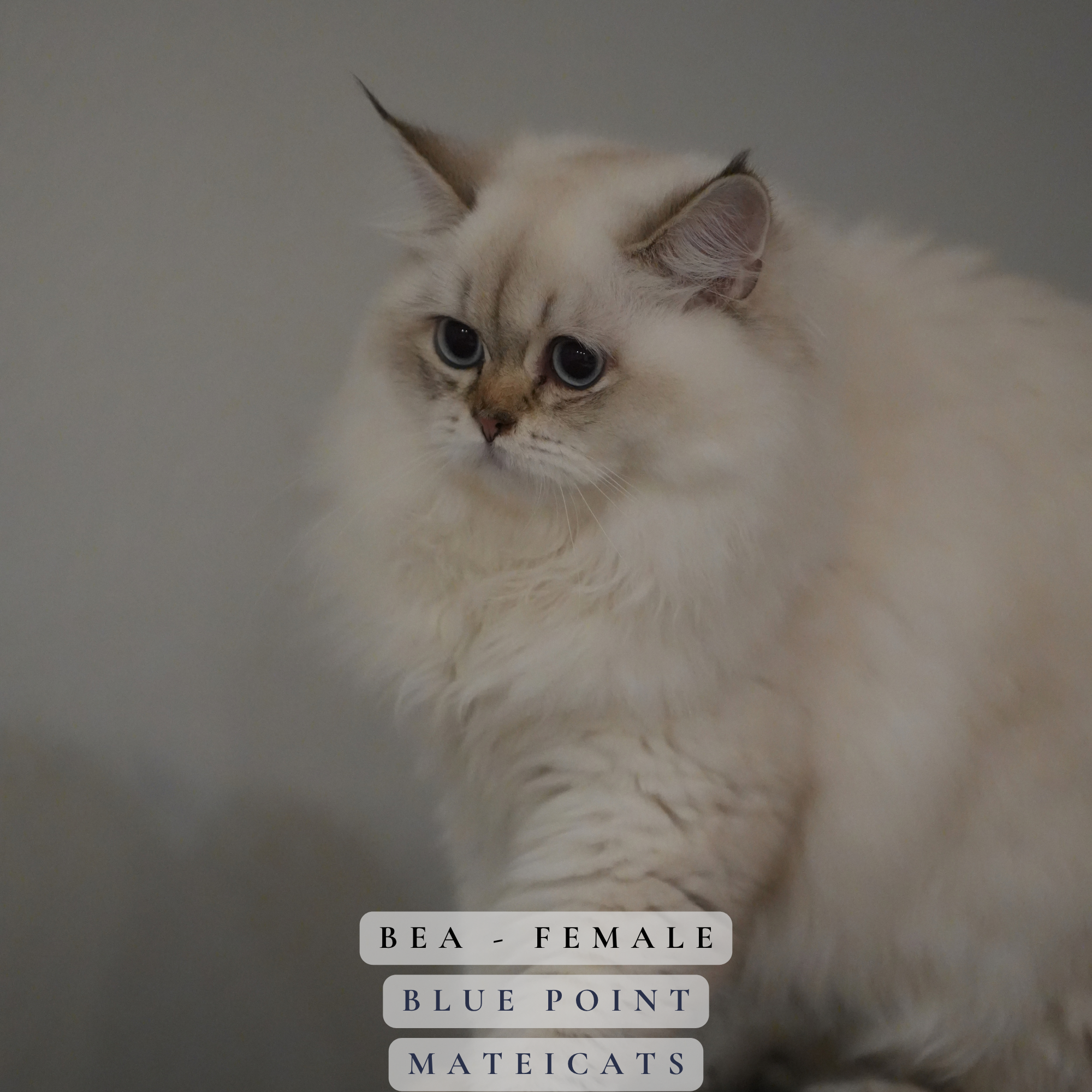 Bea - F - Blue Point Longhair - available