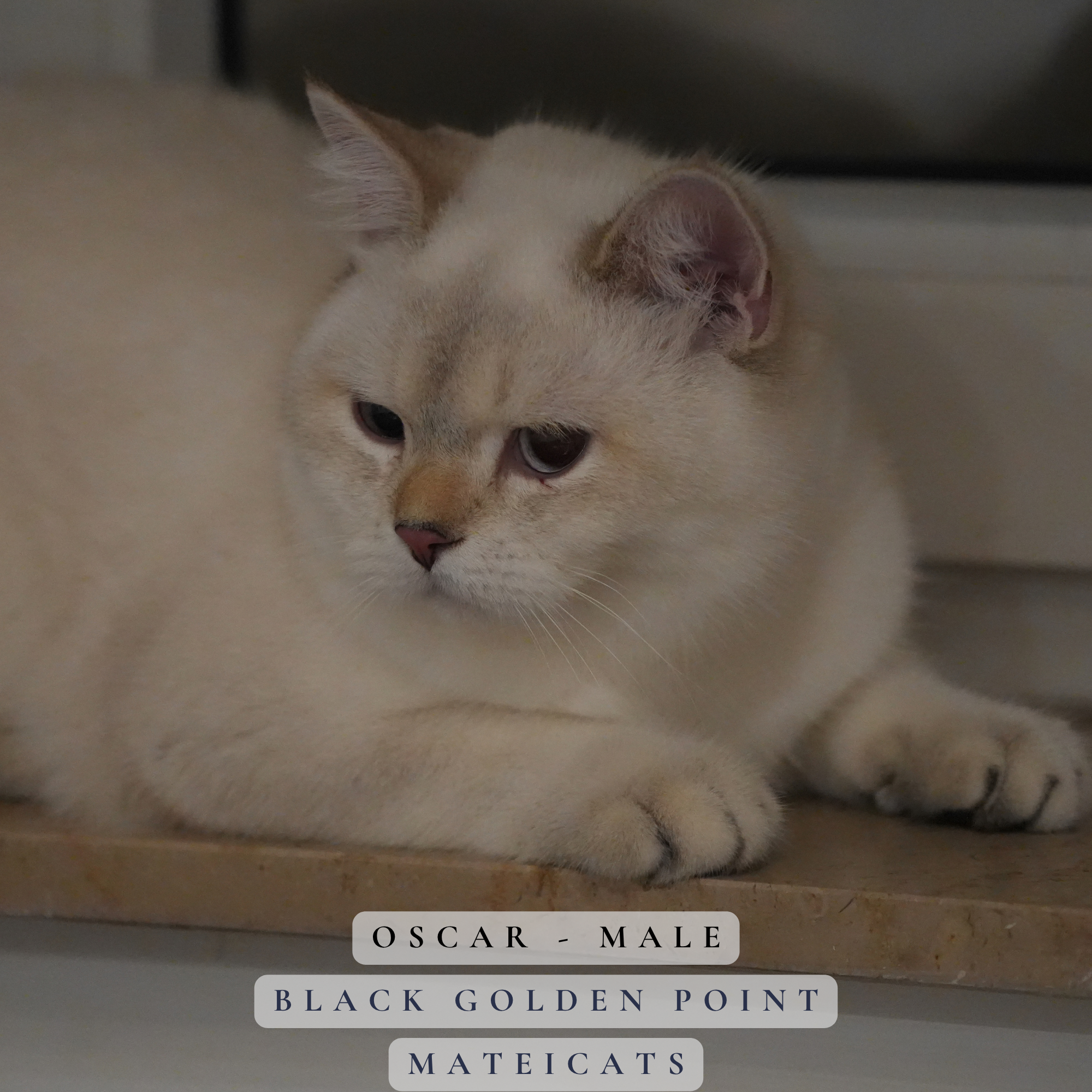 Oscar  - M - Black Golden Point  - available