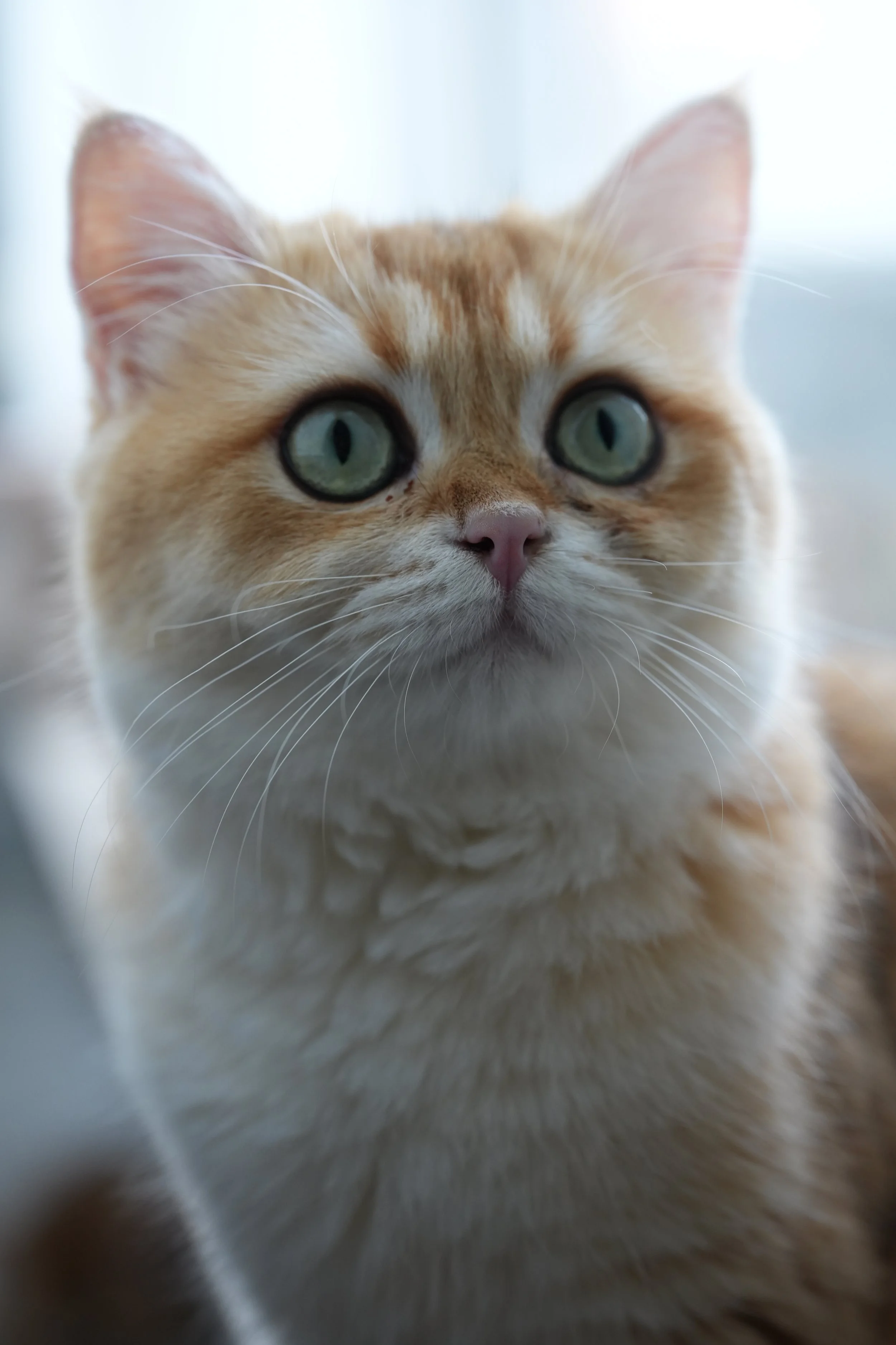 Biscotti - F - Black Golden shaded - available