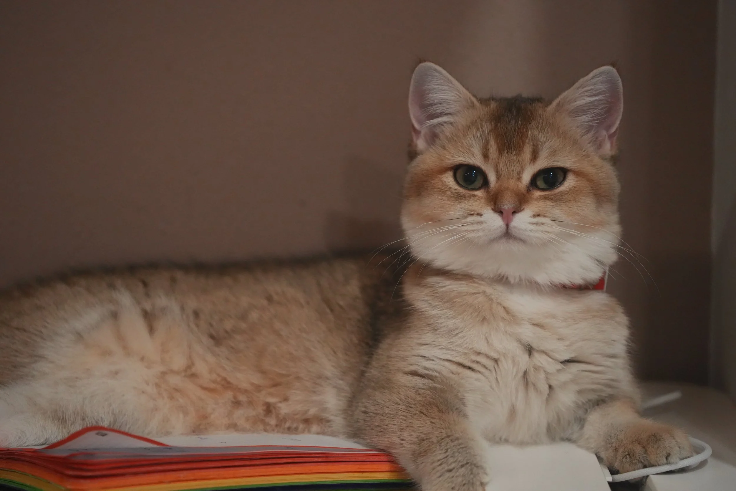 DSC03610.jpeg