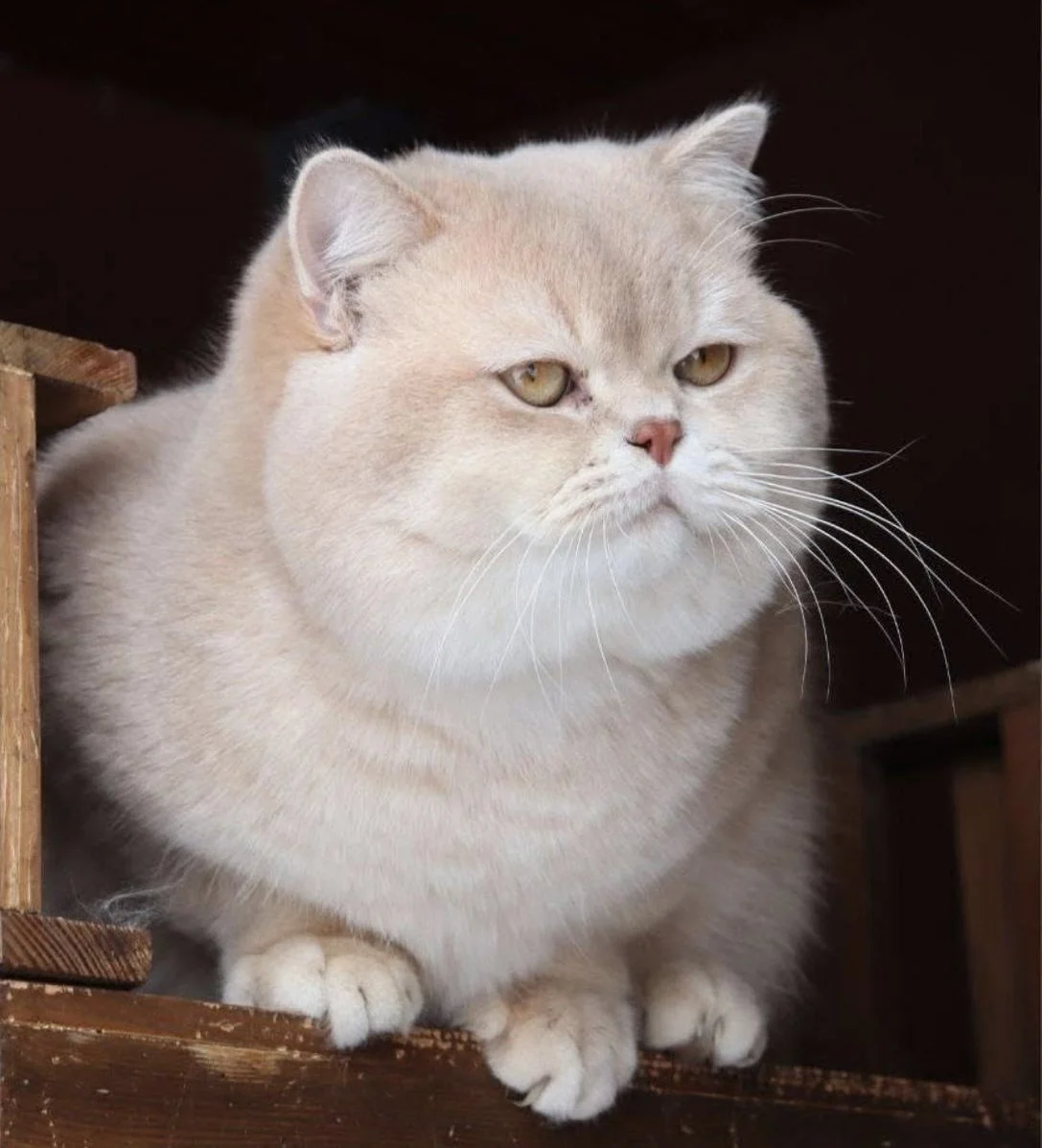 british shorthair black golden shell male with big round head and cheeks