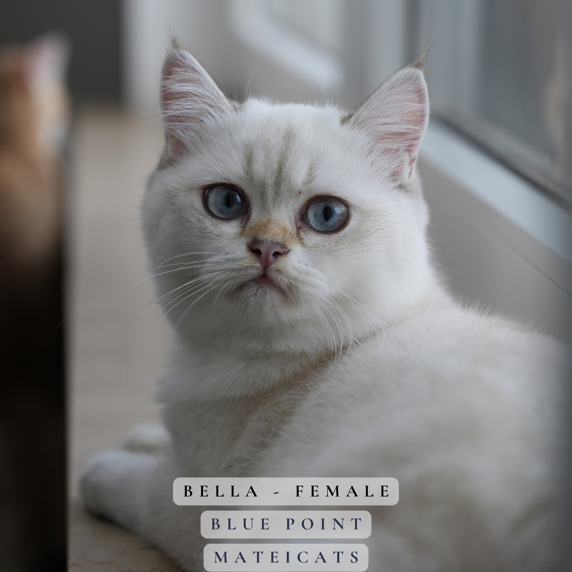 Bella - F - Blue Point Shorthair  - available