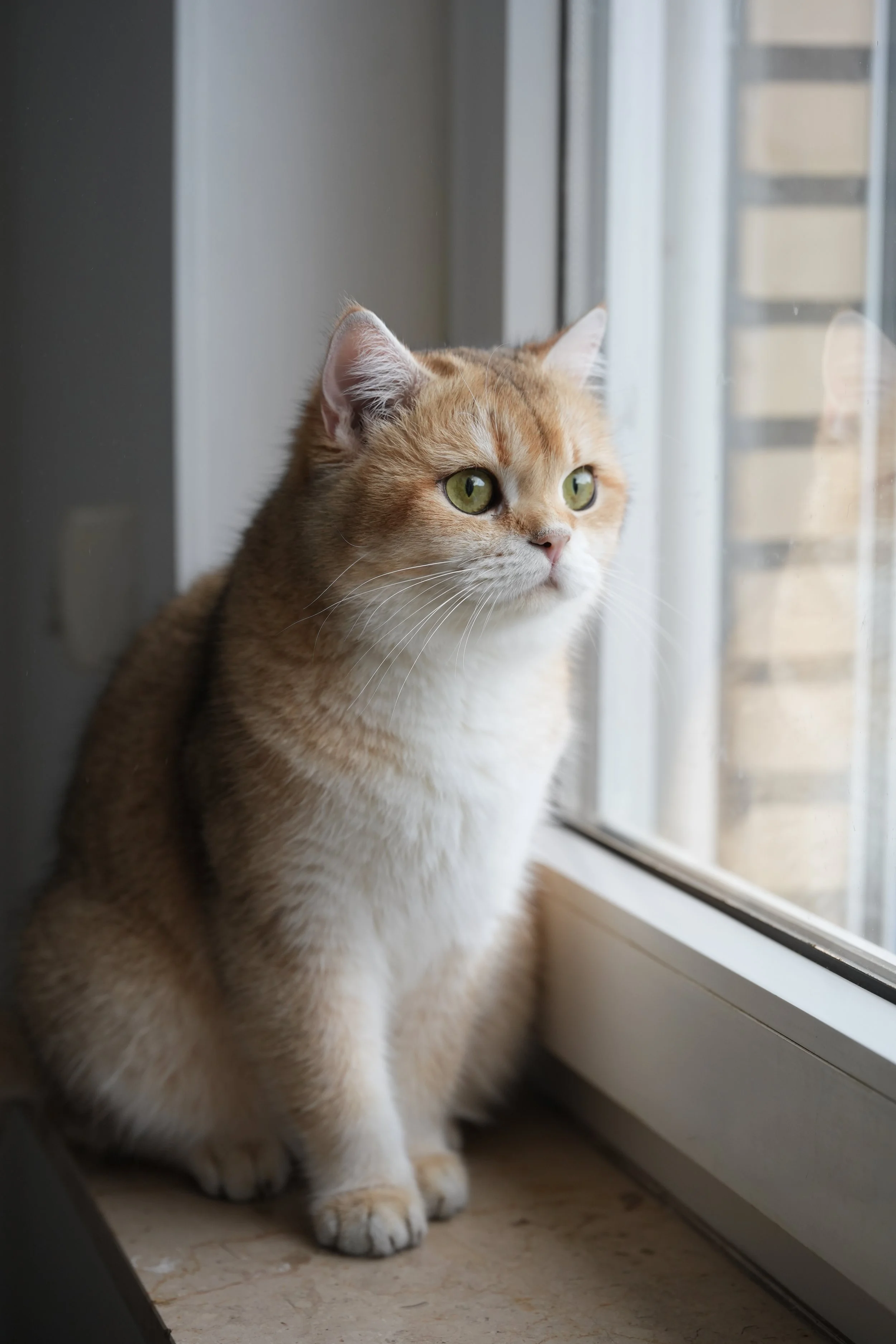 An orange and white cat with green eyes sitting by a window, looking outside. British shorthair black golden shaded female cat looking outside of the window. Has green eyes. She is the mother of many kittens
