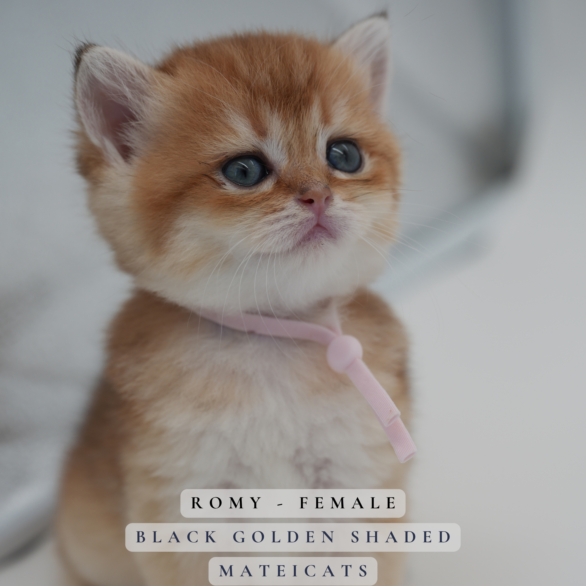 Romy - F - Black Golden Shaded