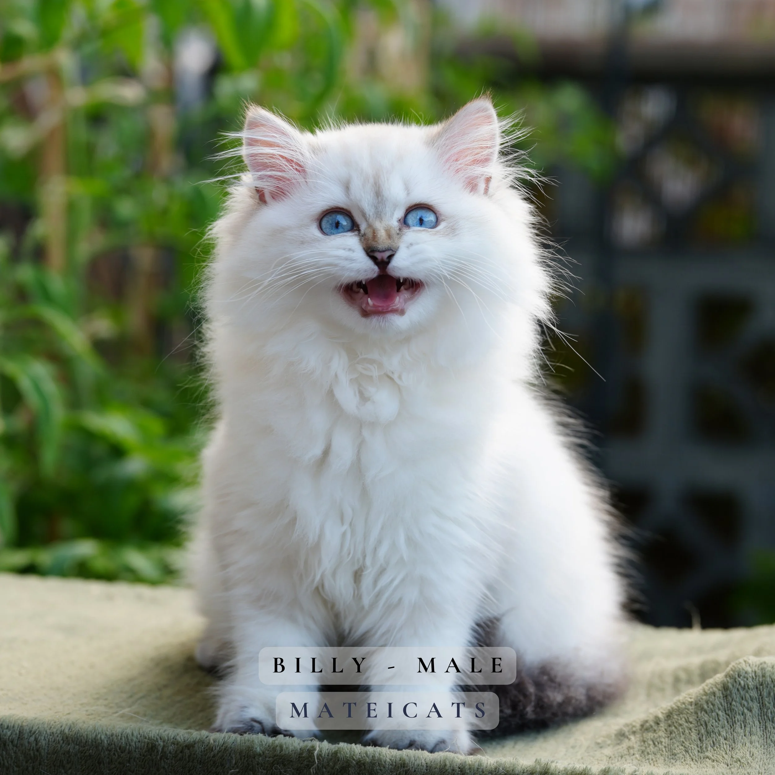 Billy - M - Blue Point Longhair - available