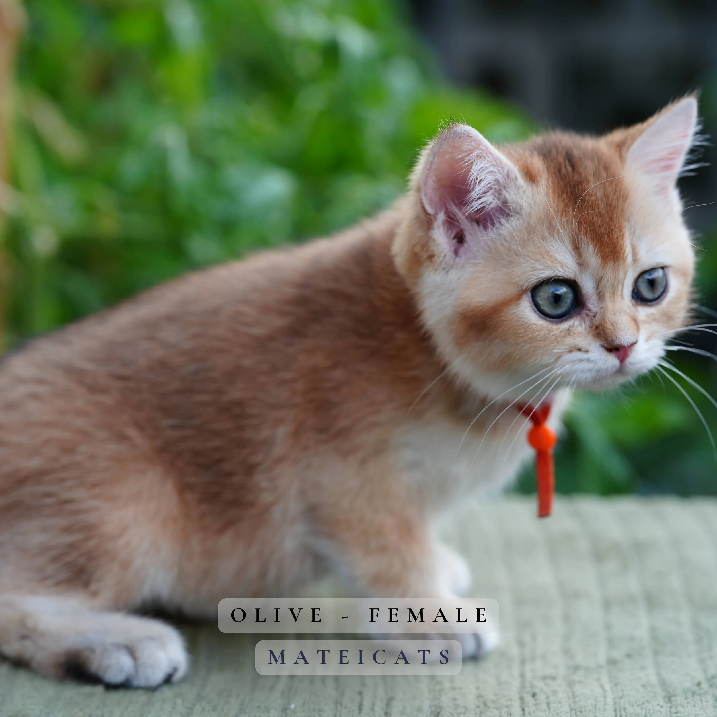 Olive - F - Black Golden - available