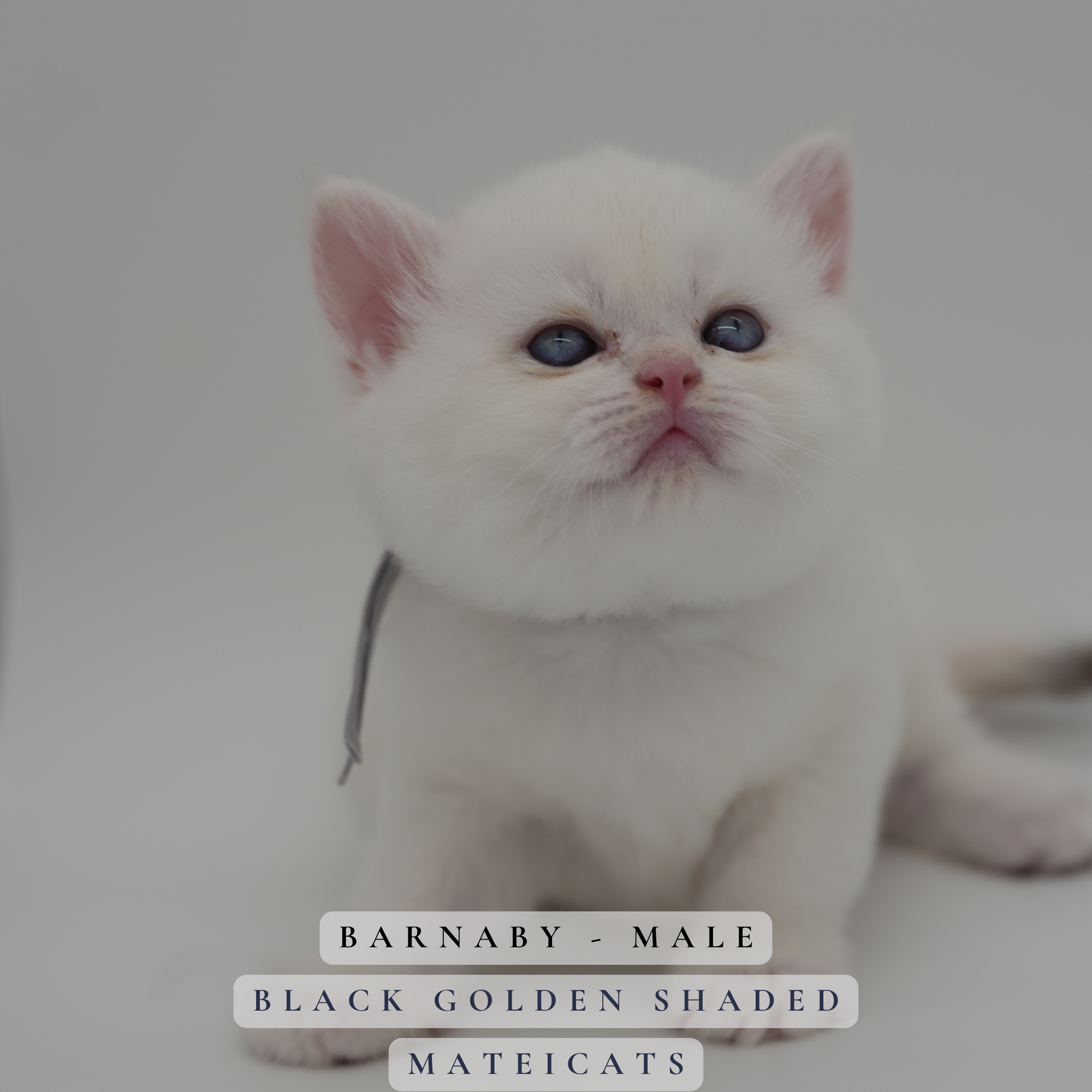 Bran - M - Black Golden Point