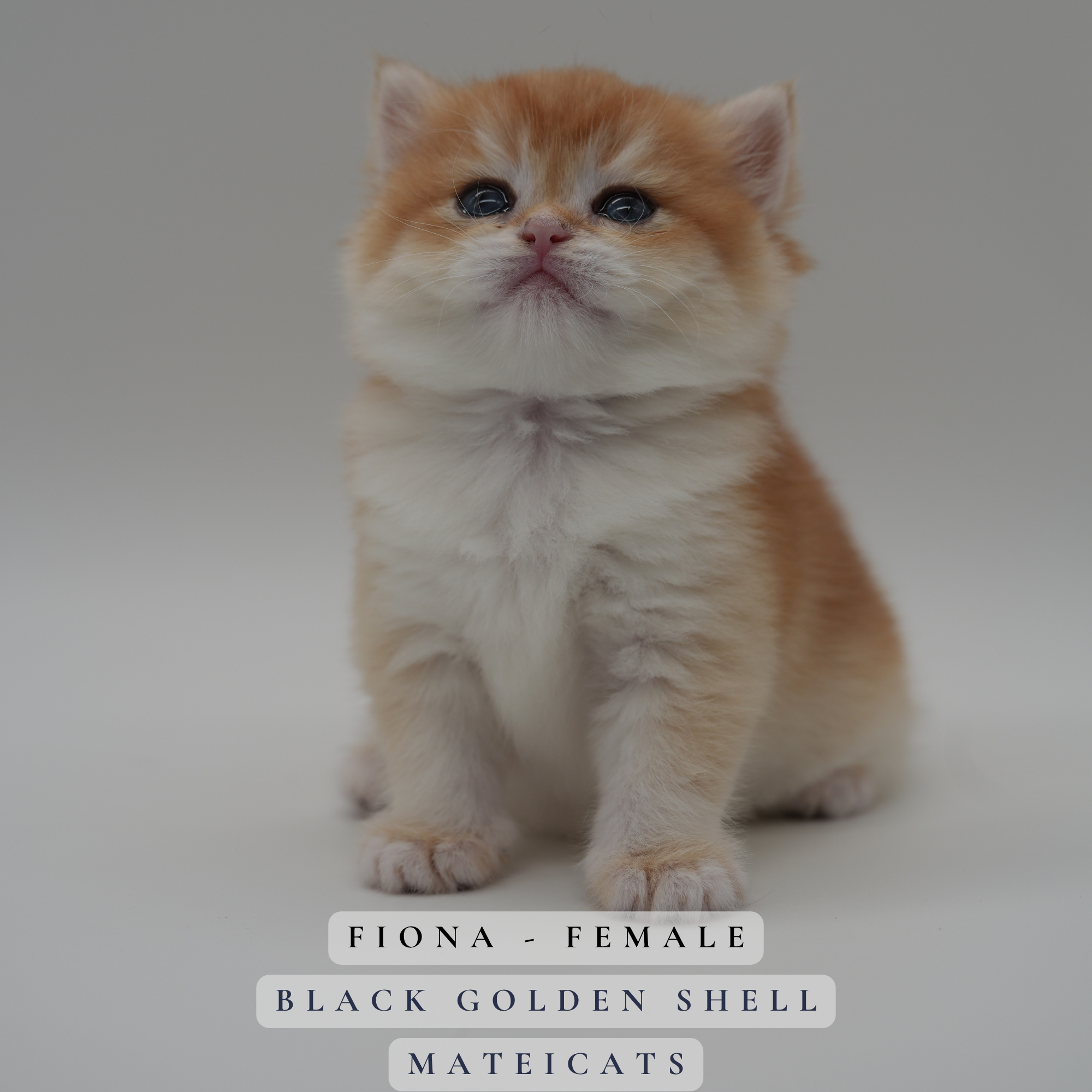 Fiona - F - Black Golden Shell