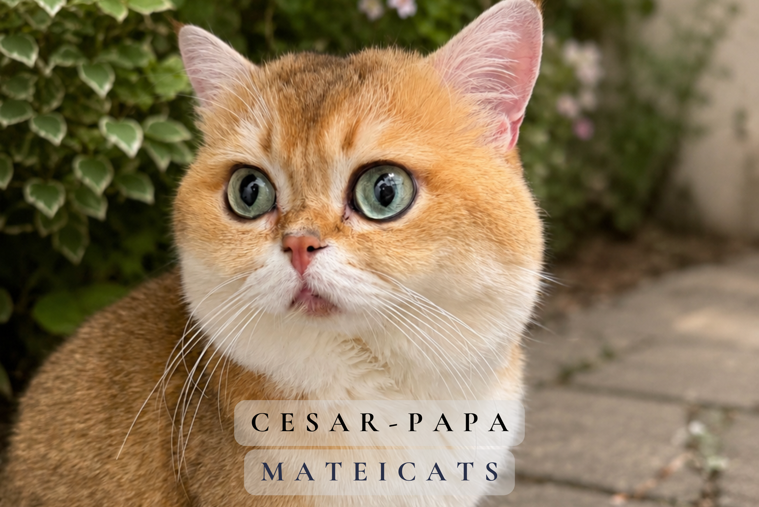 Cesar.png