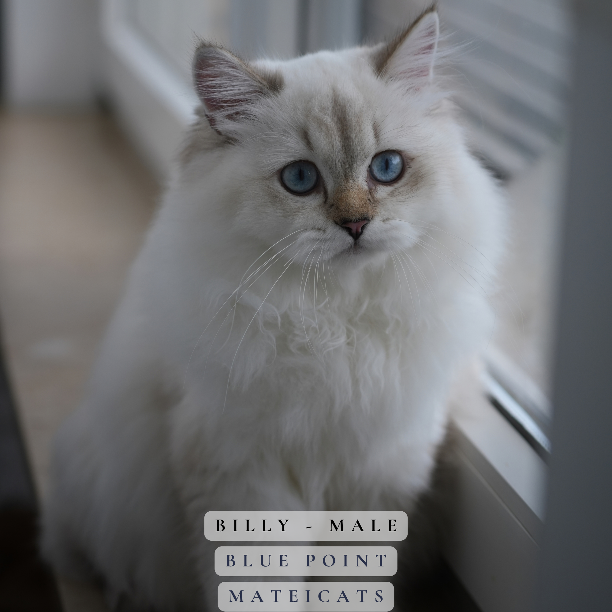 Billy - M - Blue Point Longhair - available