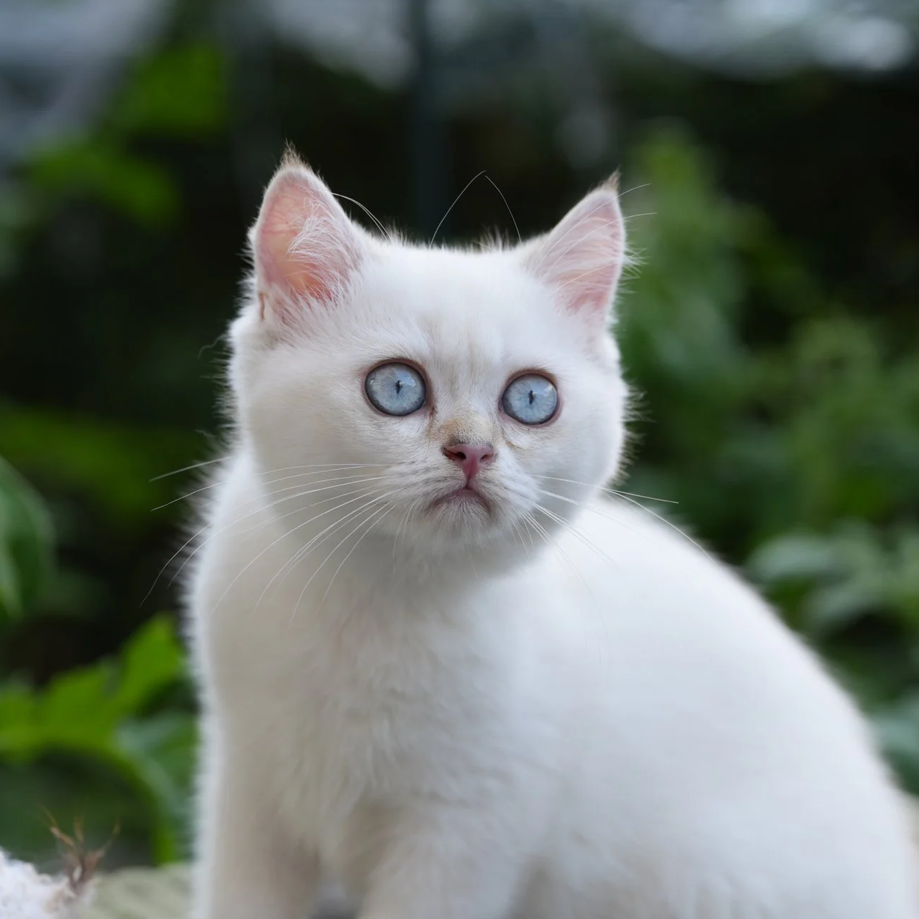 Bella - F - Blue Point Shorthair  - available
