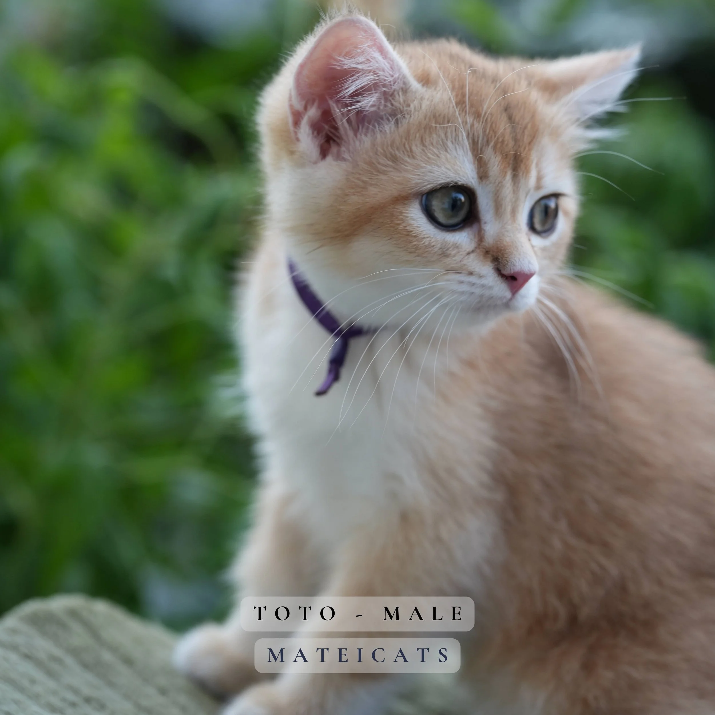 Toto  - M  - Black Golden - Reserved