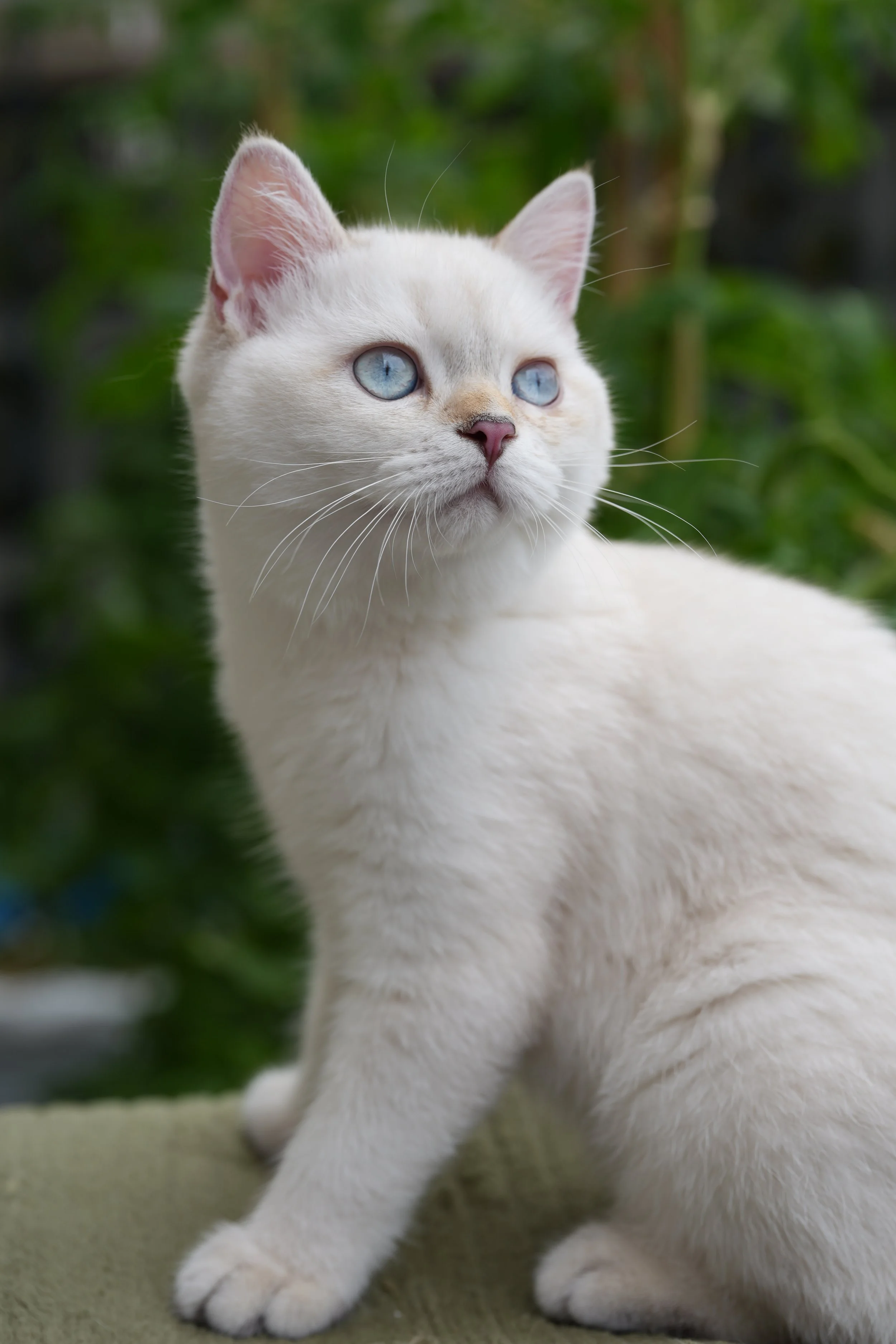Oscar  - M - Black Golden Point  - available