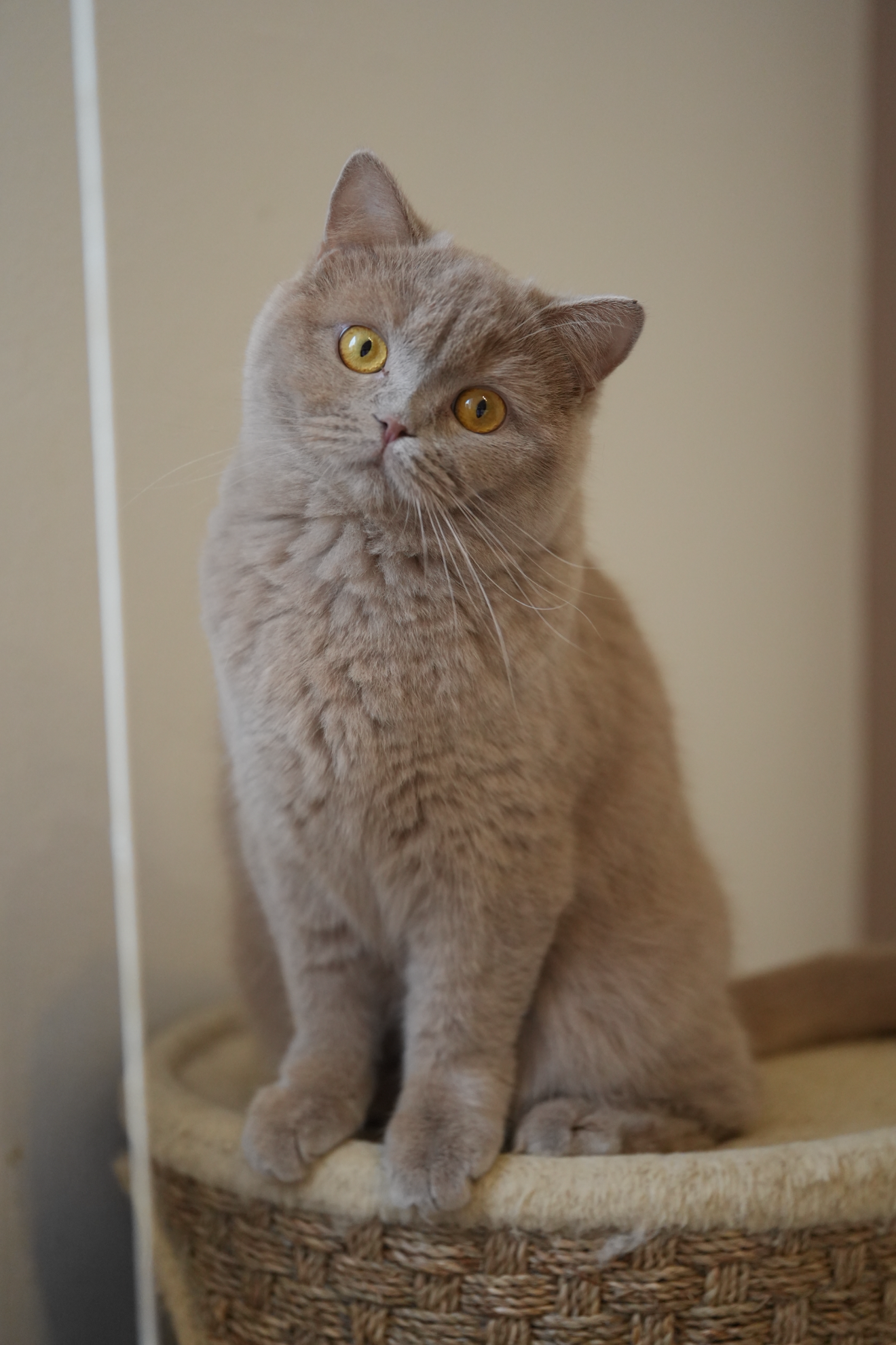 british shorthair fawn color sitting on a cat tree she has yellow copper eyes