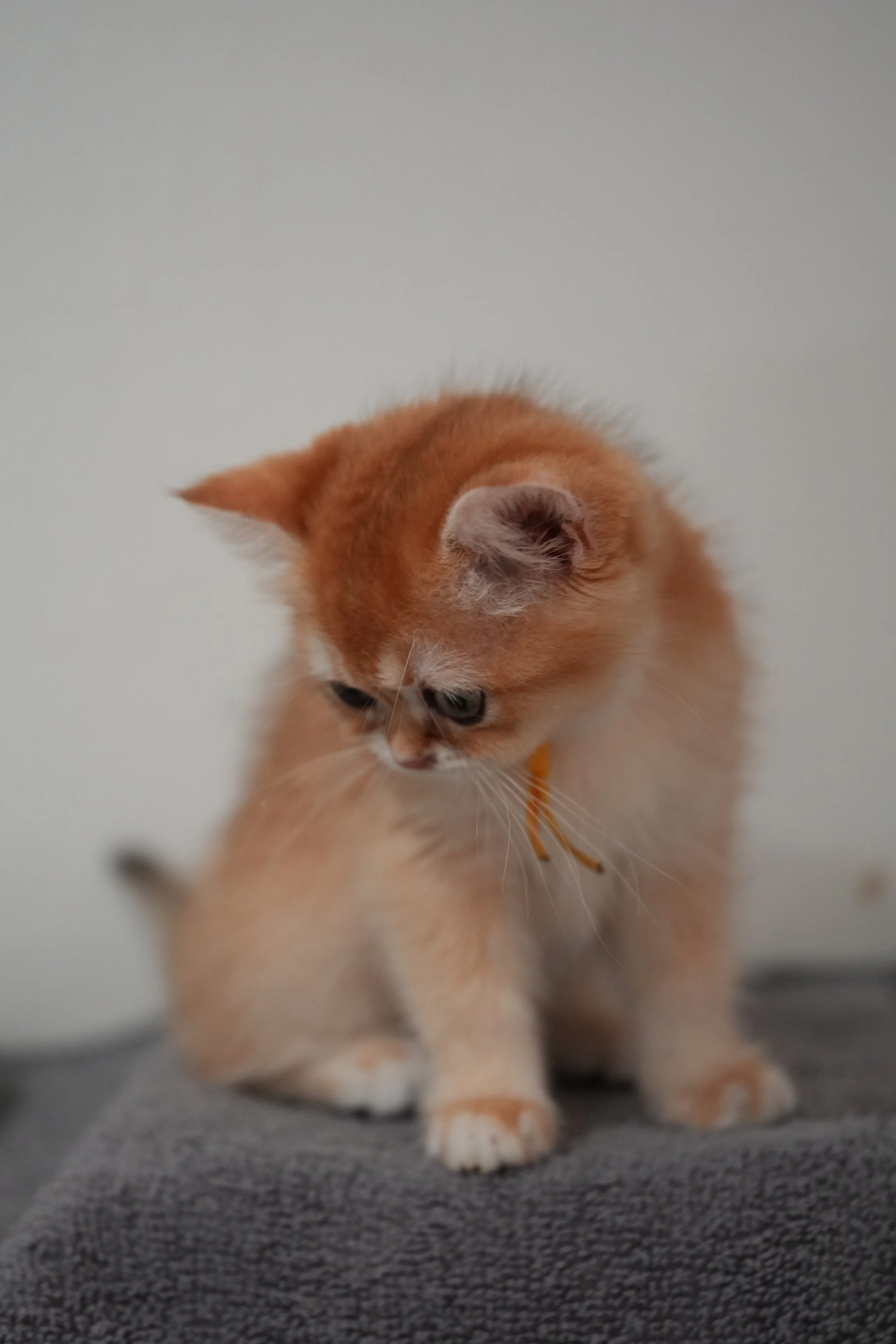 DSC00446.JPG