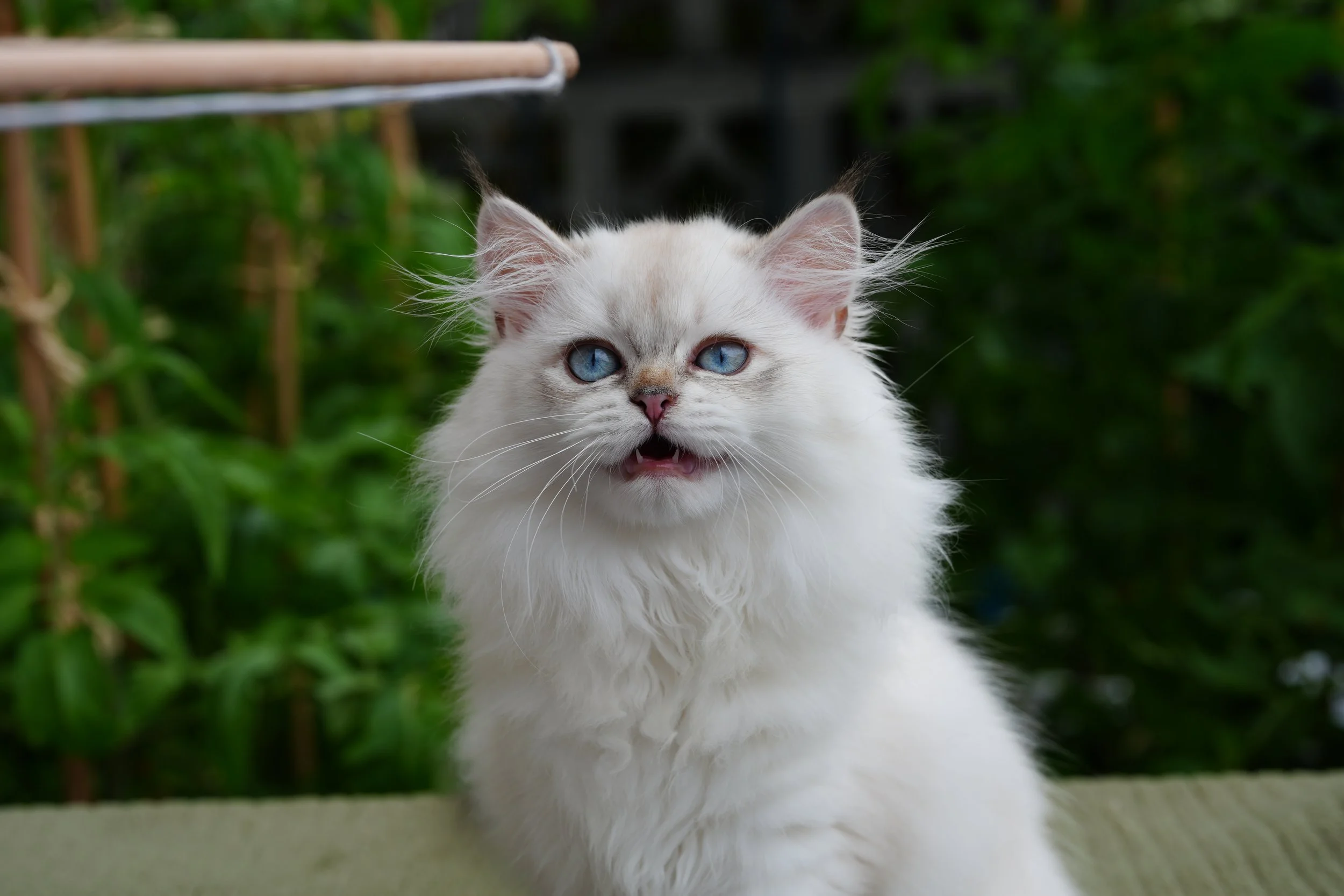 Bea - F - Blue Point Longhair - available