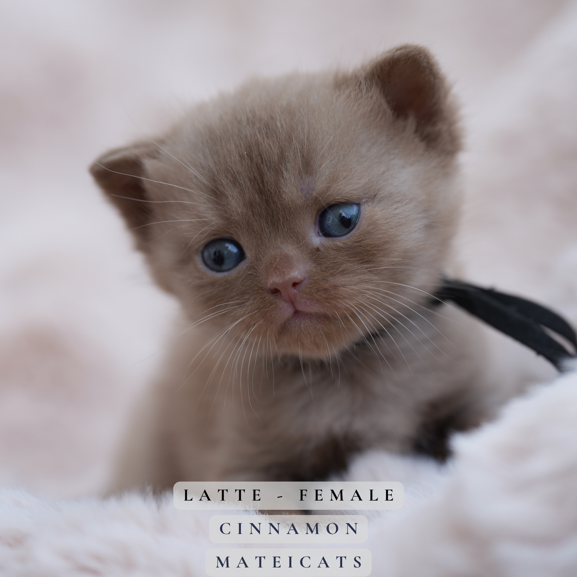 Latte - F - Cinnamon - Reservation 30/8