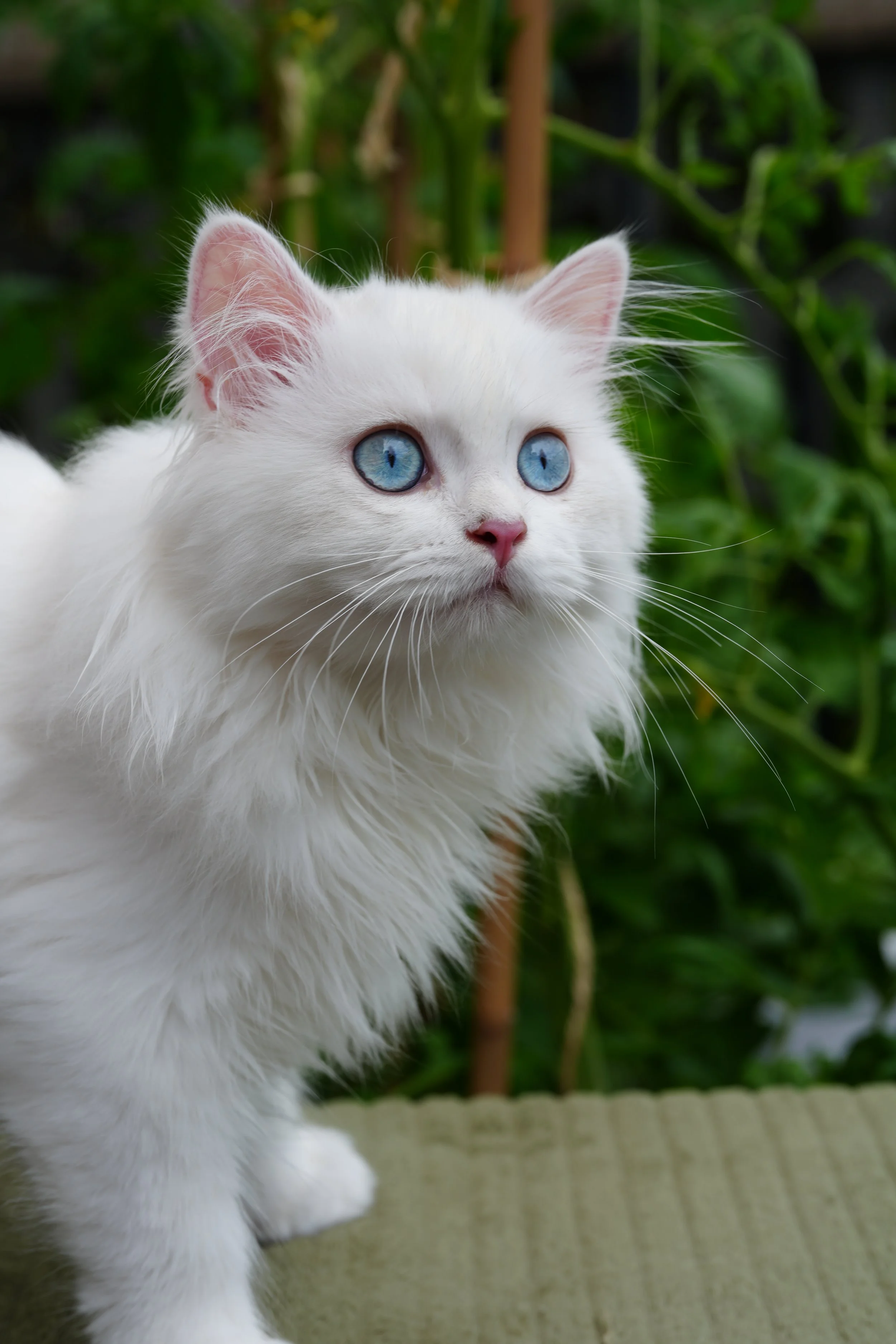 Dony - M - Lilac Point Longhair - available