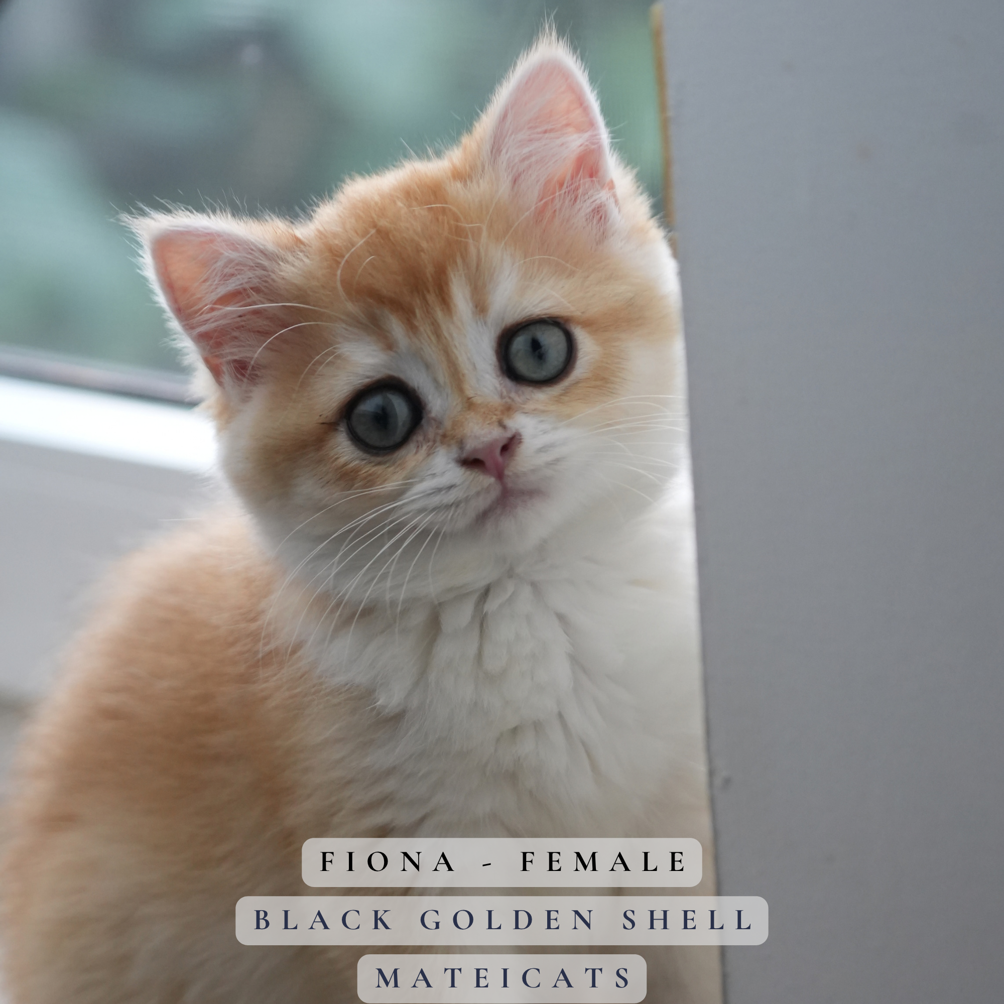 Fiona - F - Black Golden Shell