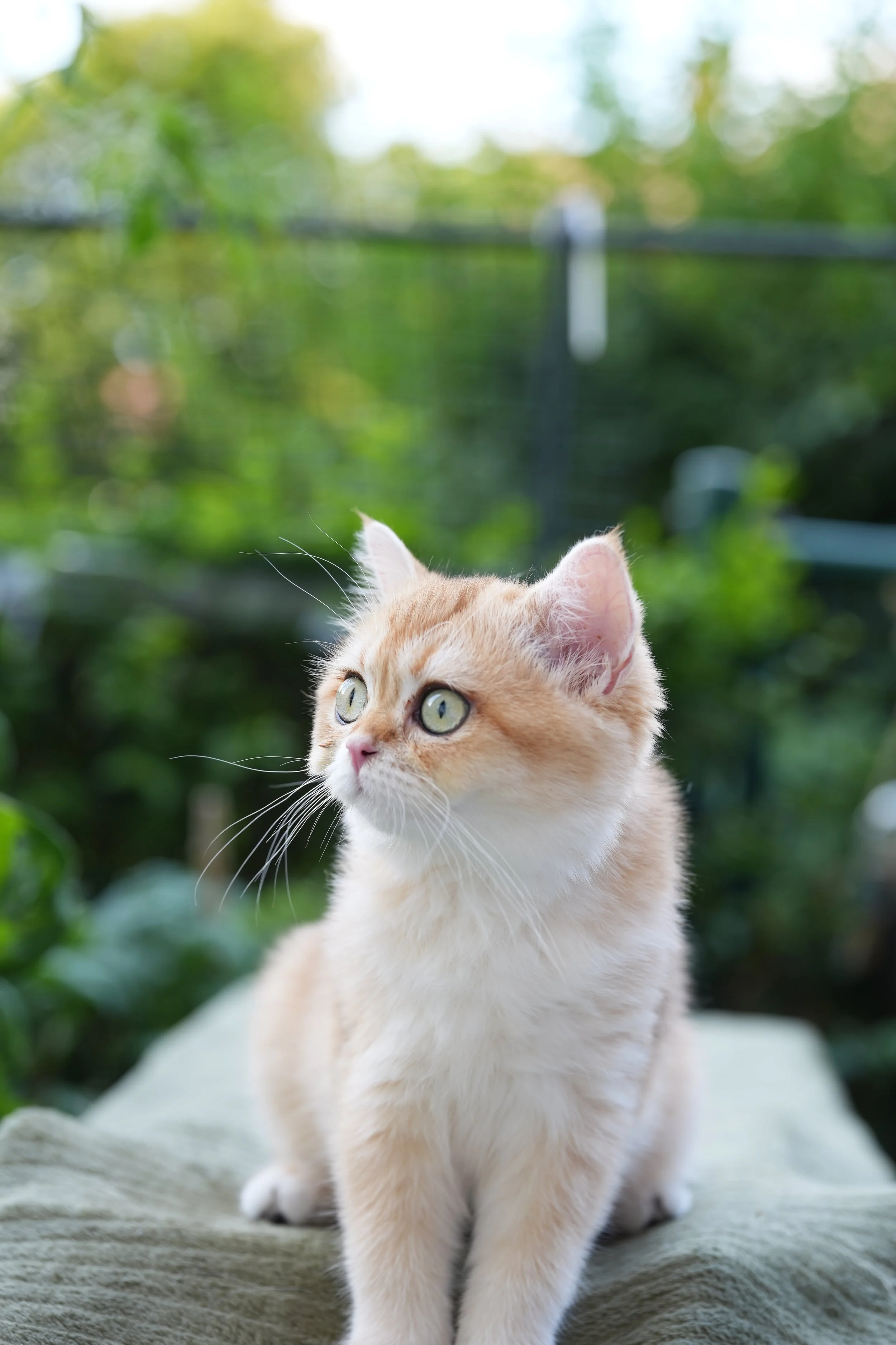 Biscotti - F - Black Golden shaded - available