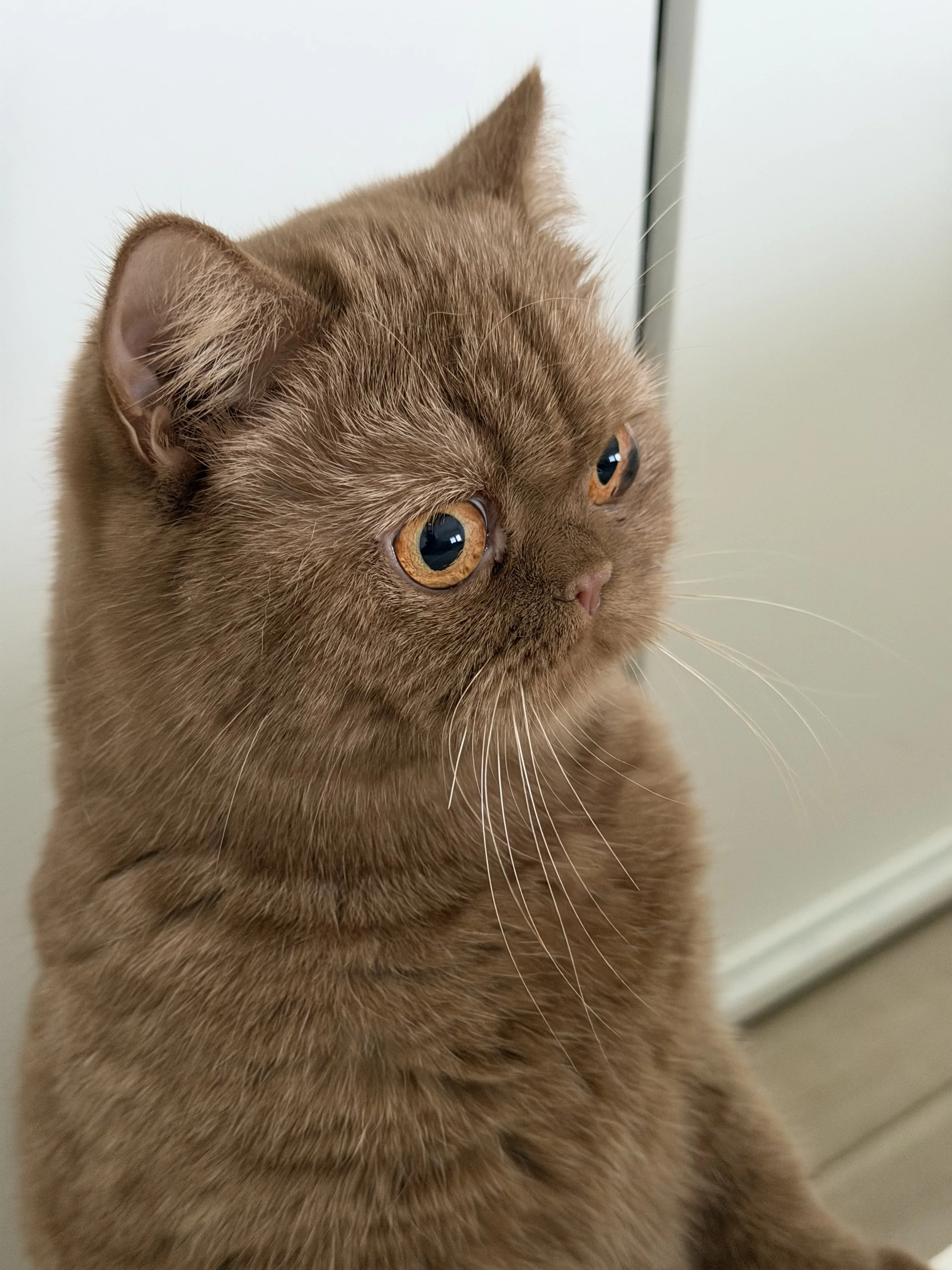 Close-up image of a brown tabby cat with orange eyes, looking to the right, with a blurred background.