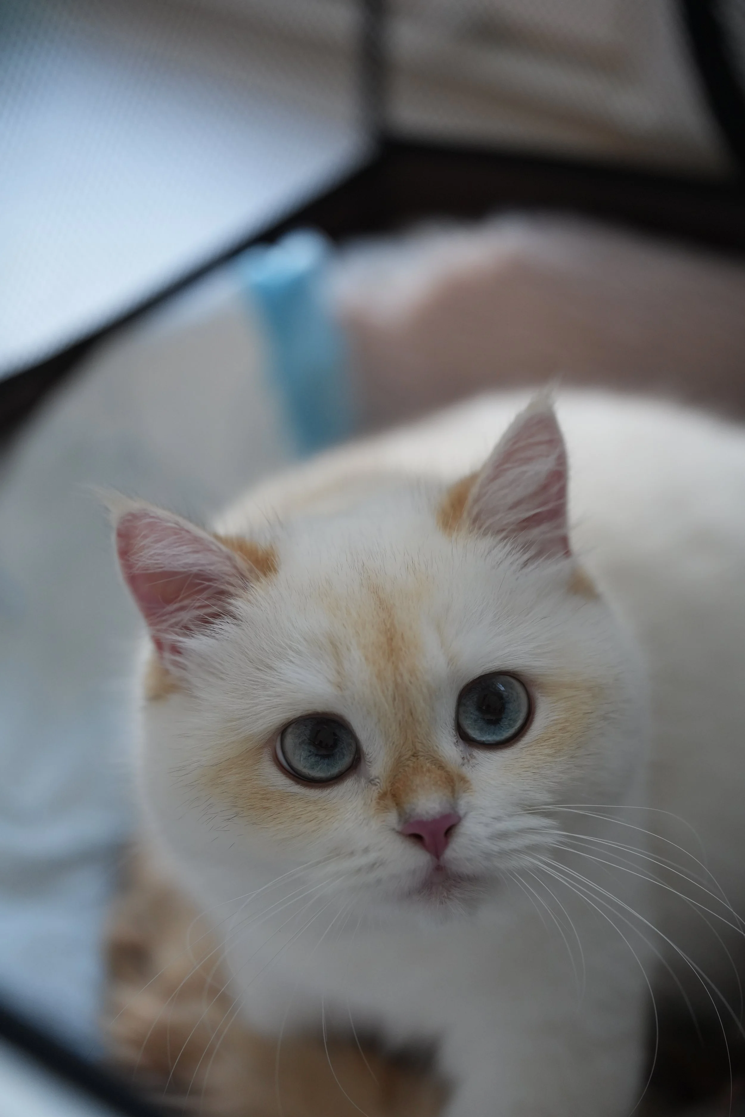 Close-up of a white and orange kitten with blue eyes, peeking through a gap. British shorthair black golden point cat nursing her kittens