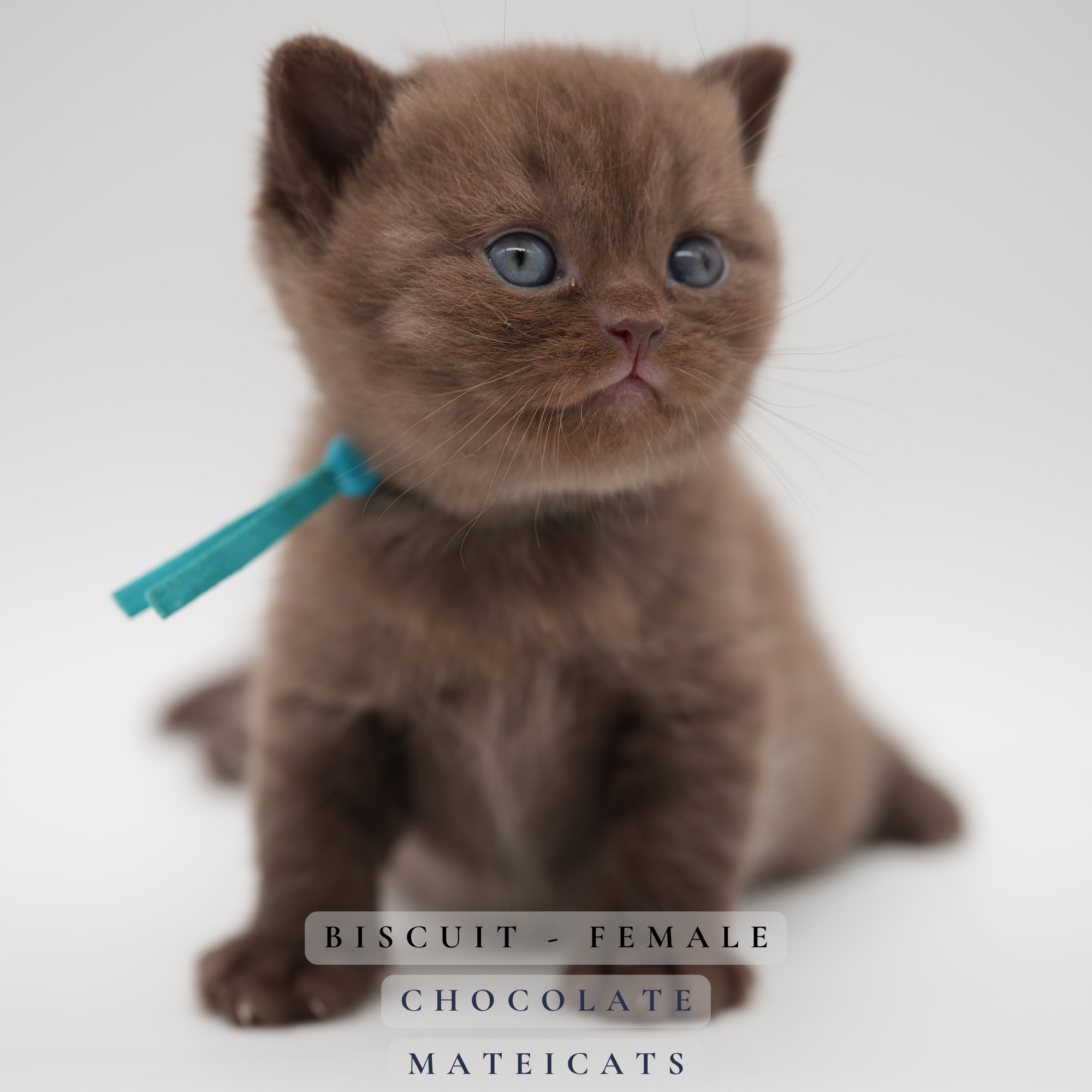 Biscuit - F - Chocolate - Sold