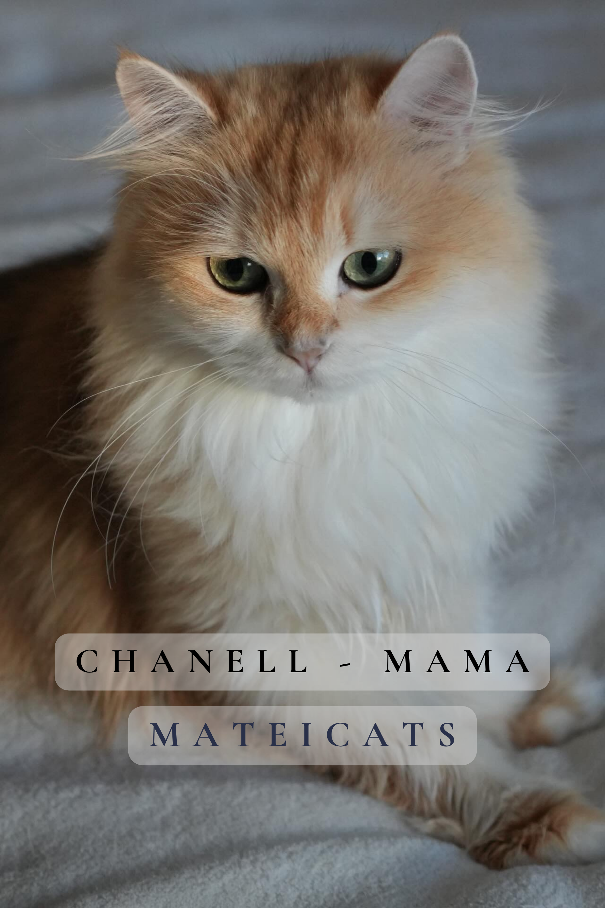 cHANELL.png