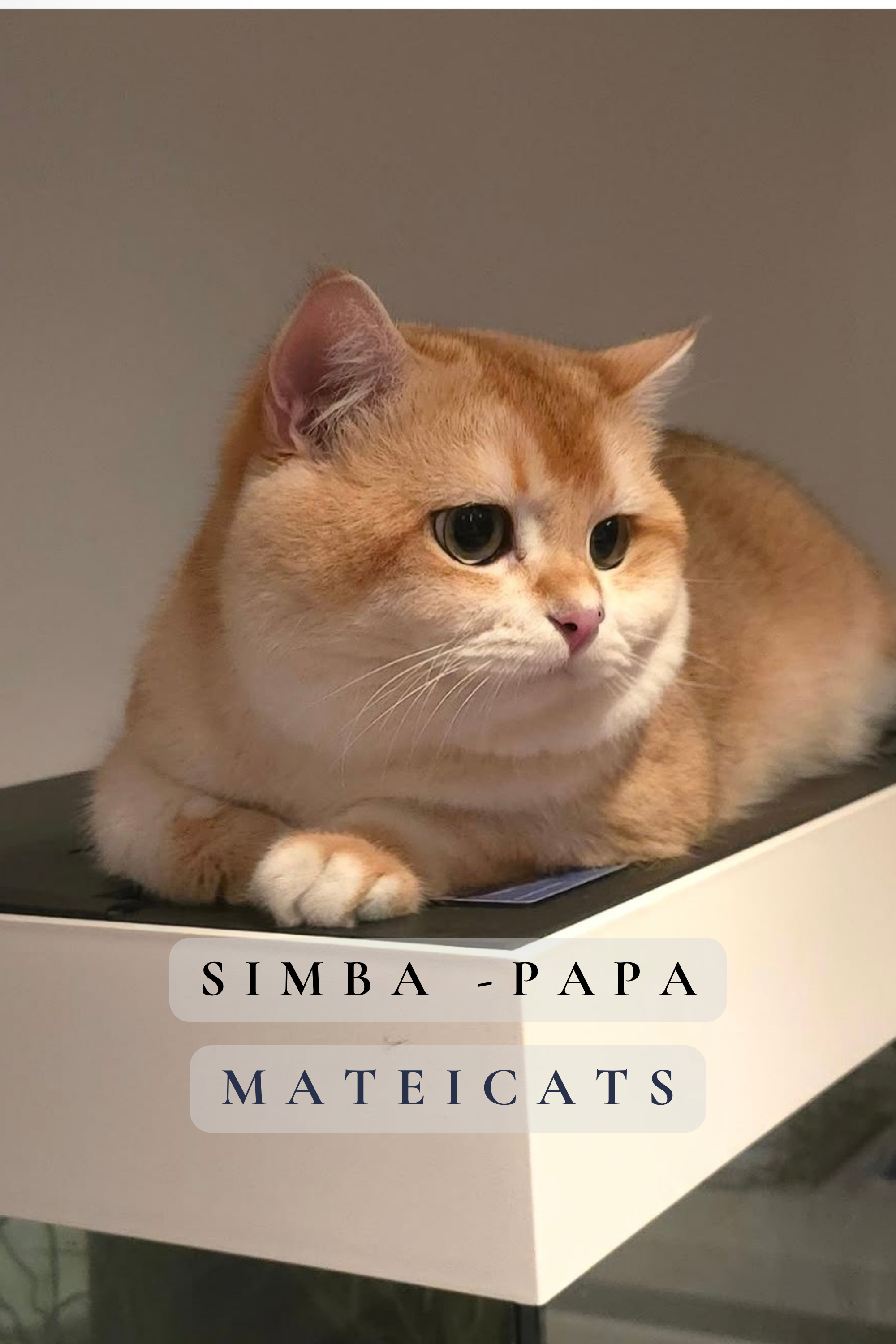 Simba.png