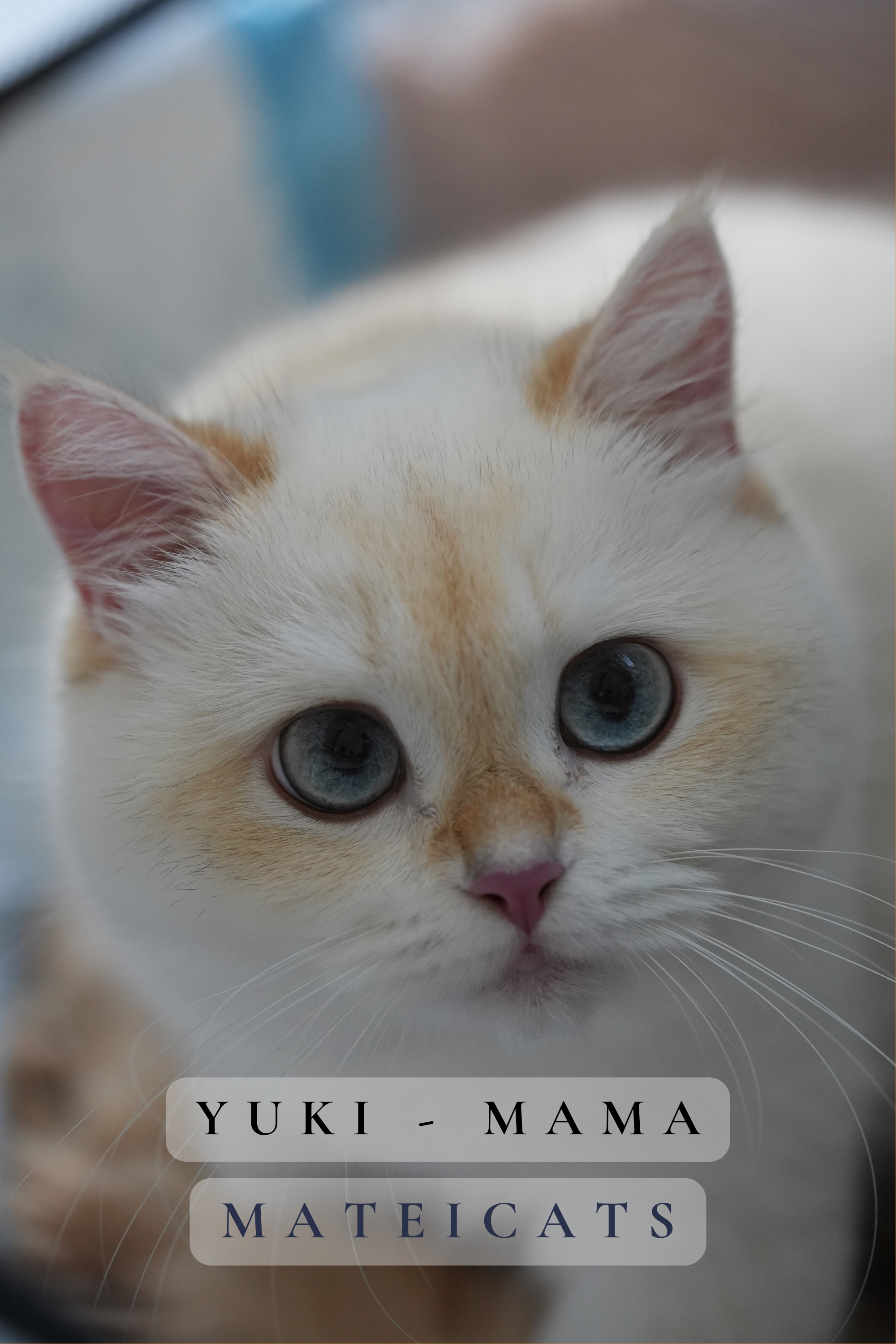 Yuki.png
