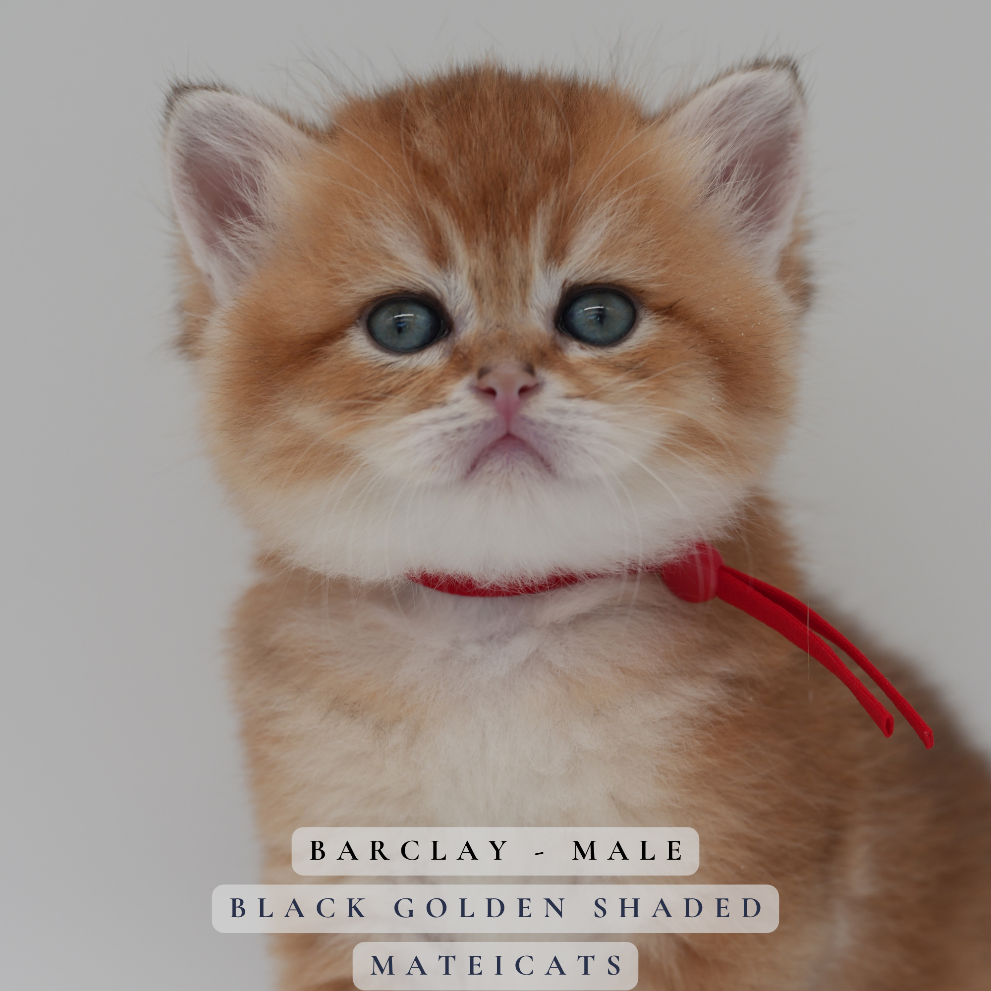 Barclay - M - Black Golden Shaded