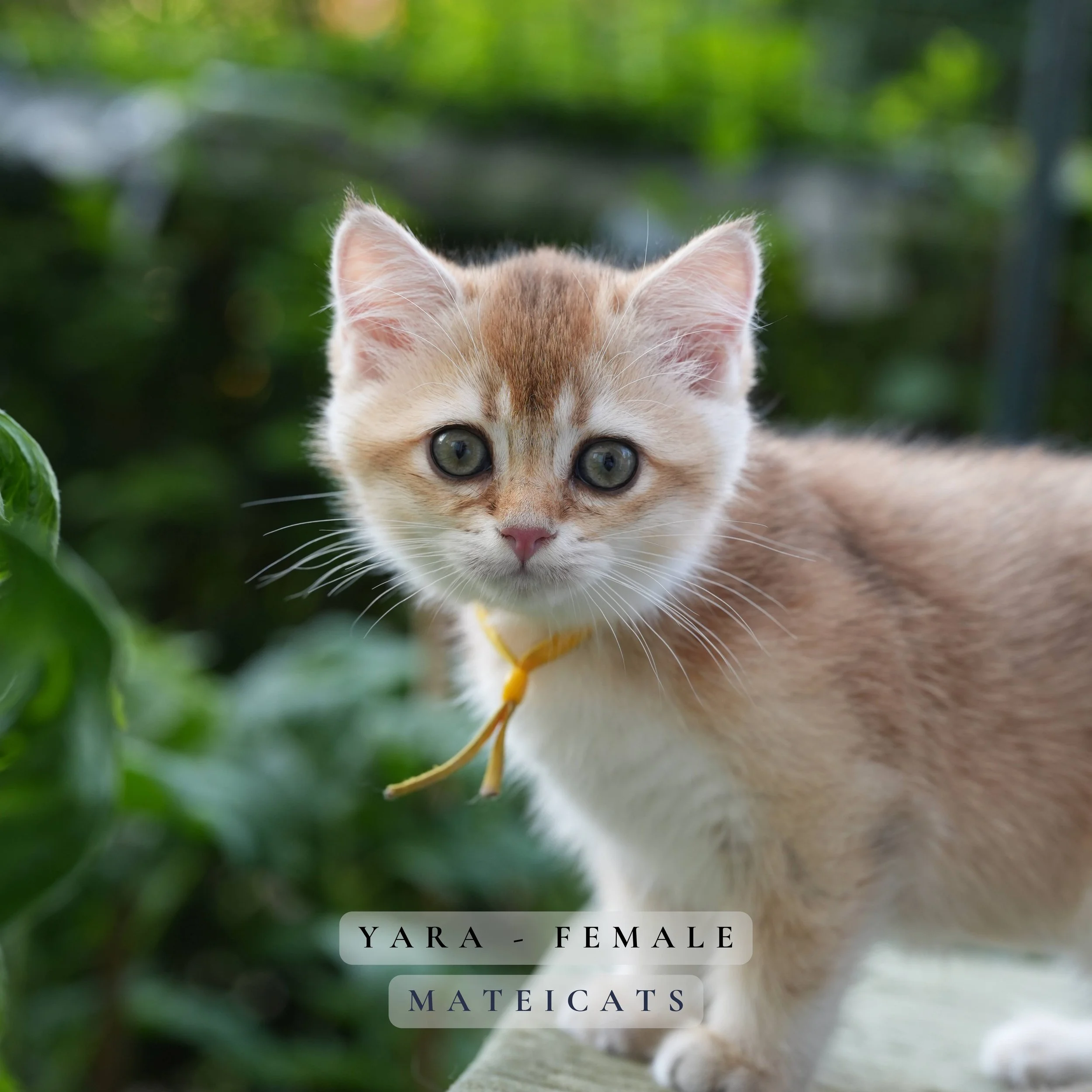 Yara - F - Black Golden - available